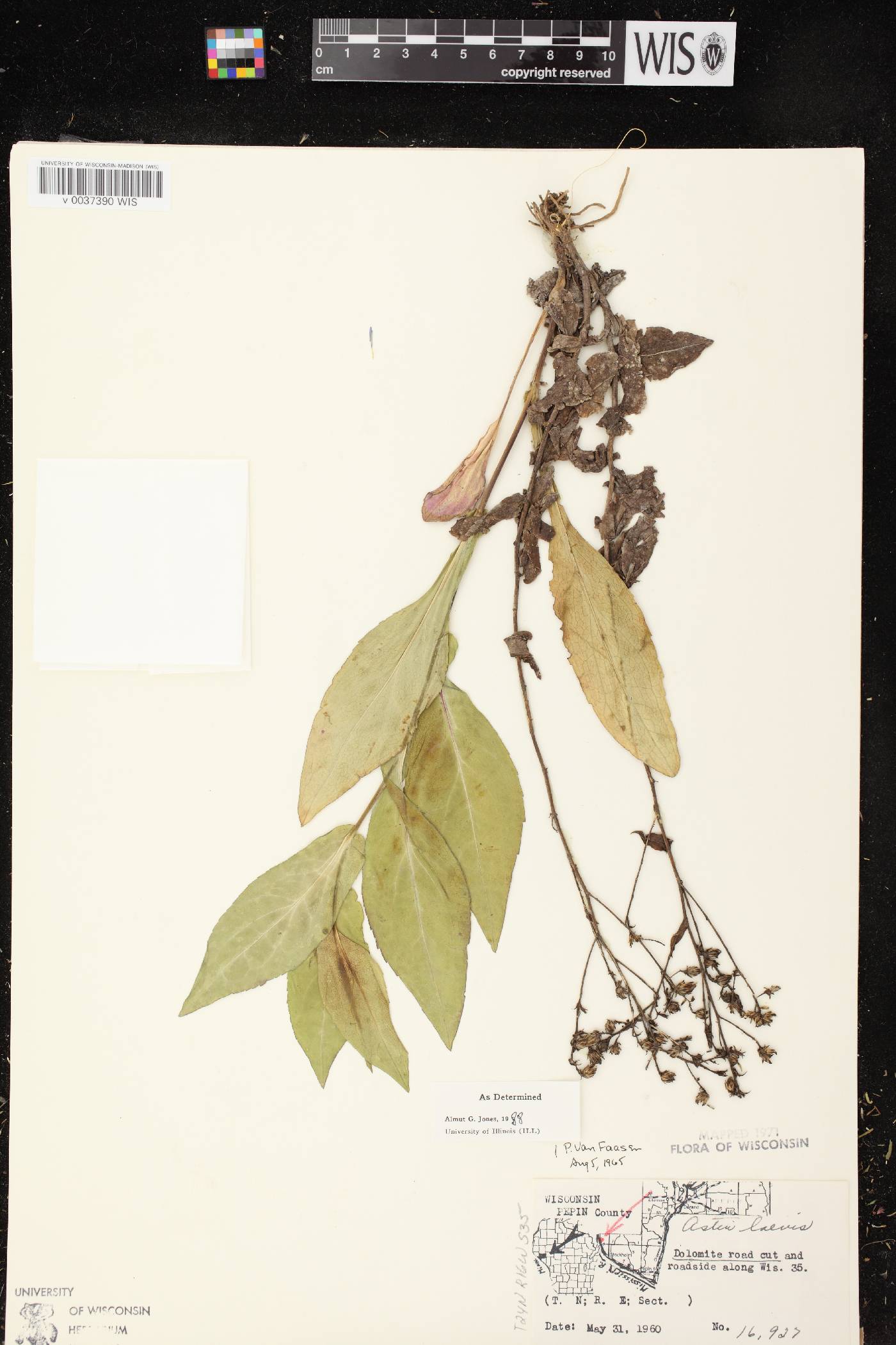 Symphyotrichum laeve image