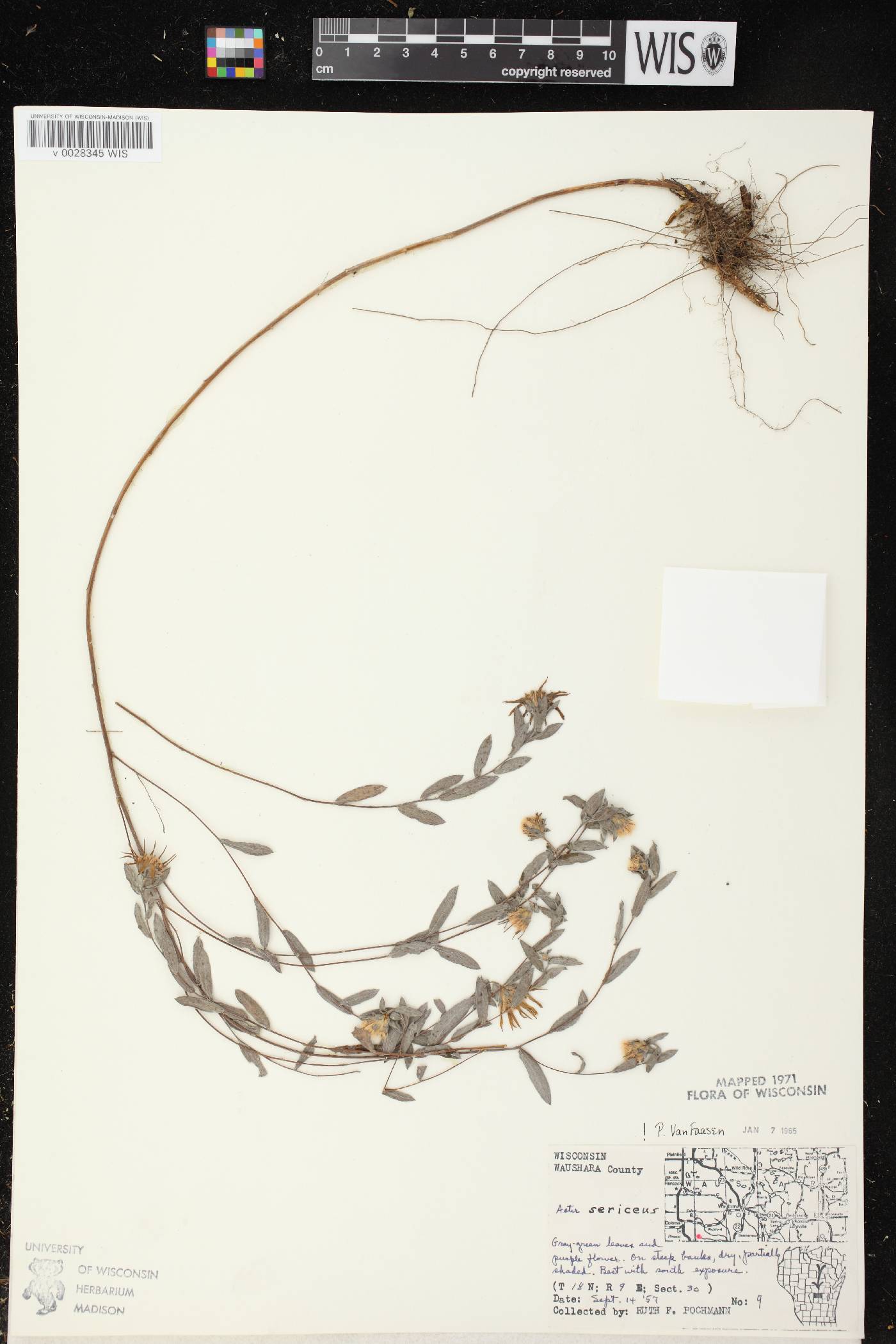 Symphyotrichum sericeum image