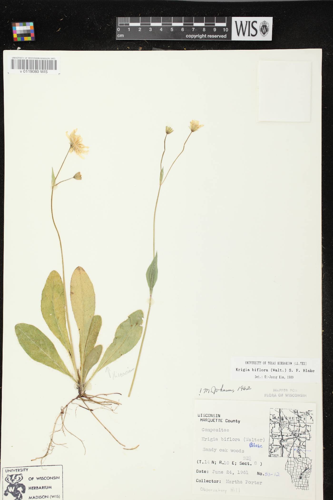 Krigia biflora subsp. biflora image