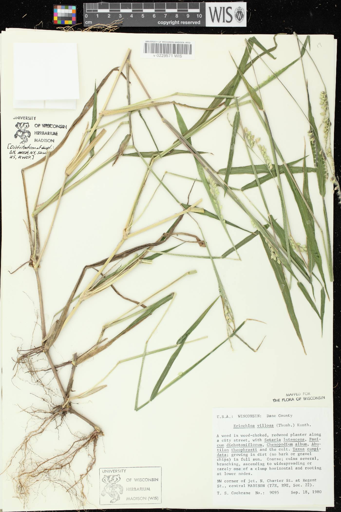 Eriochloa villosa image