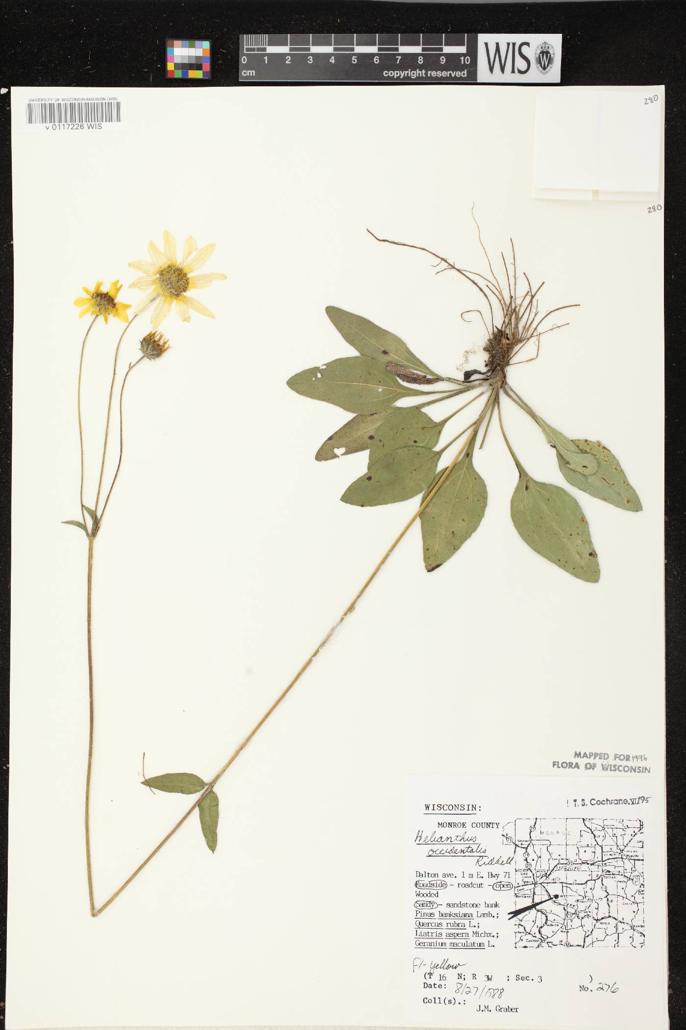 Helianthus occidentalis subsp. occidentalis image