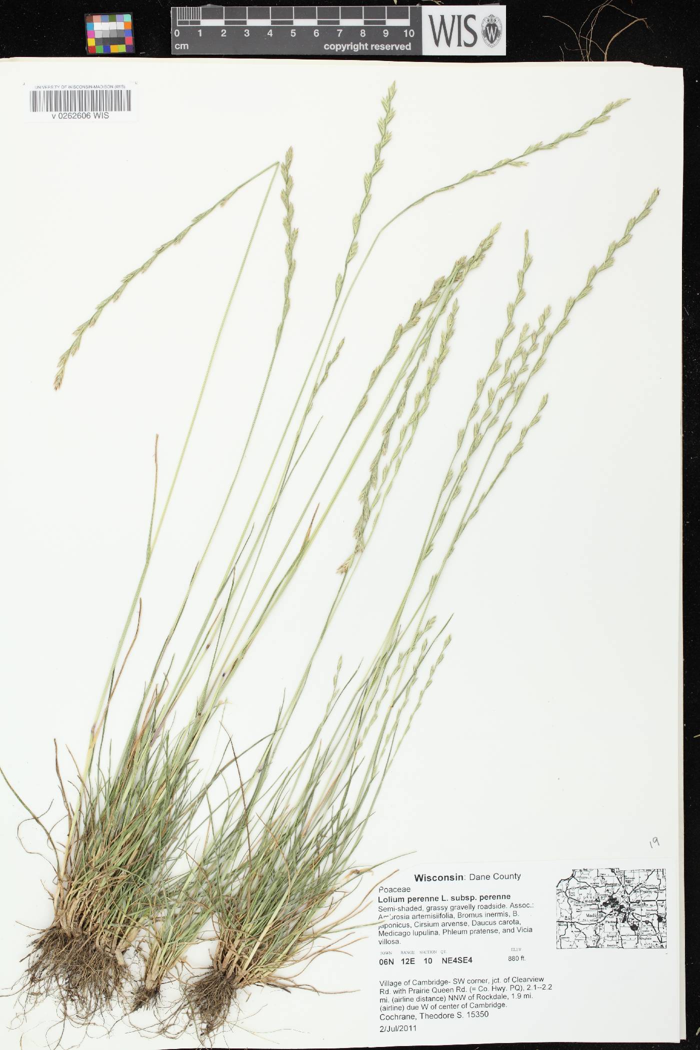 Lolium perenne image