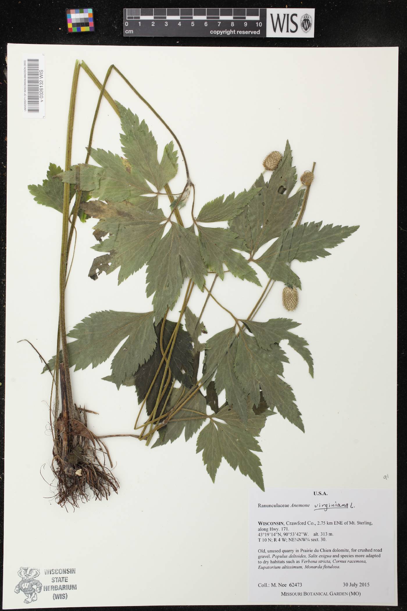 Anemone virginiana image