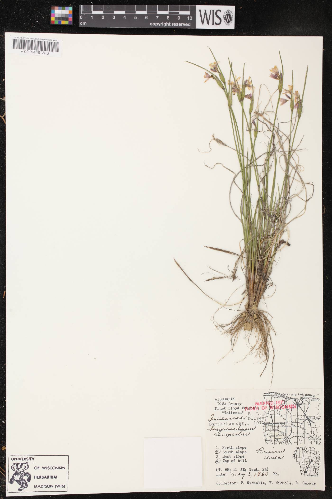 Sisyrinchium campestre image