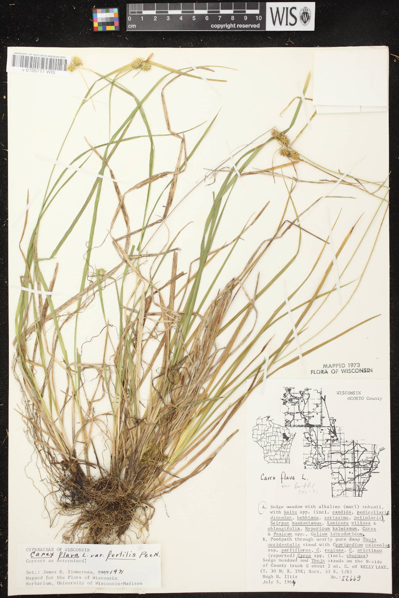 Carex cryptolepis image