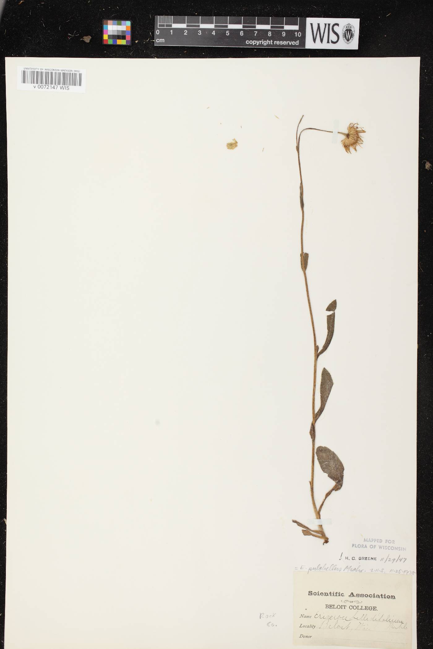 Erigeron pulchellus image