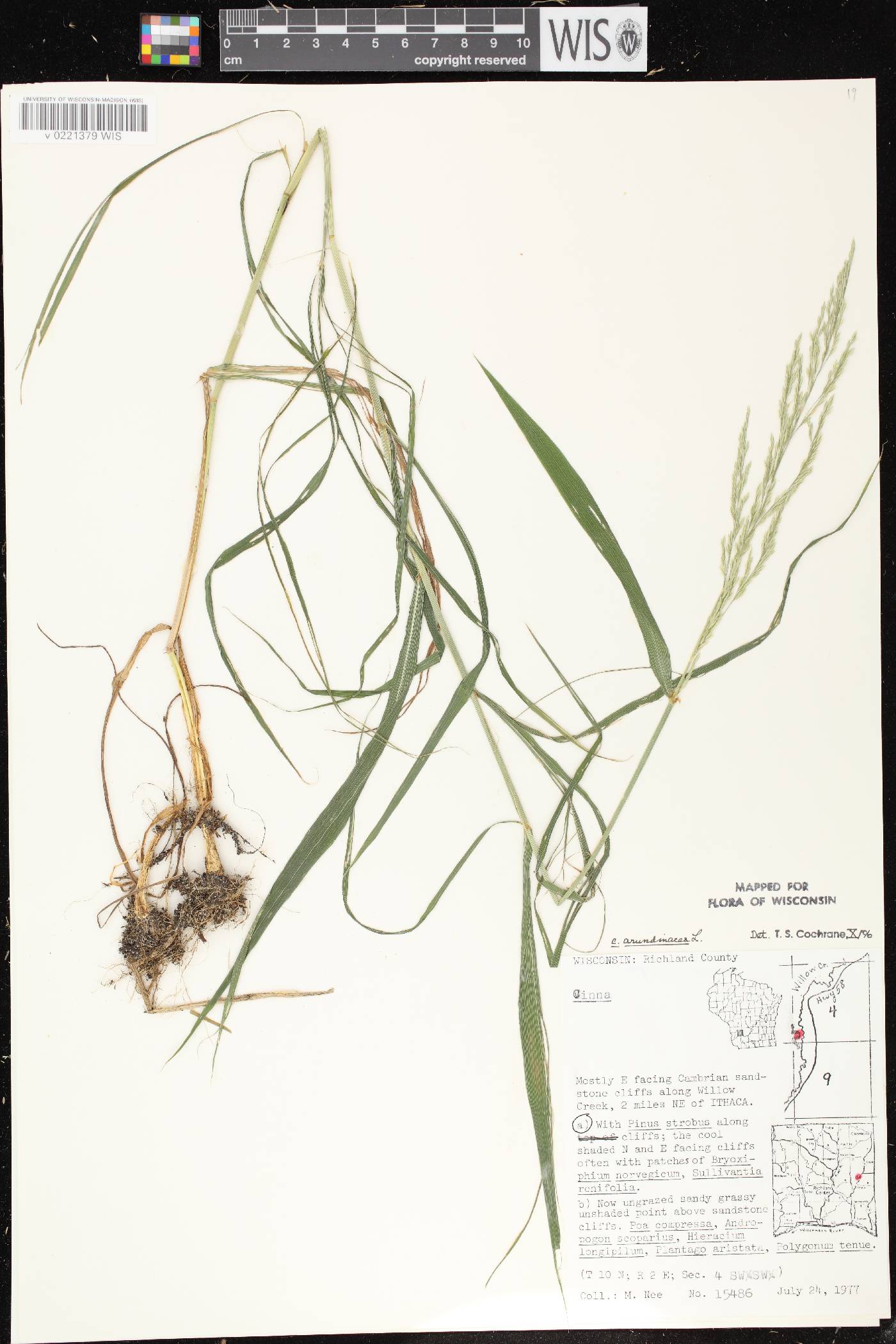Cinna arundinacea image