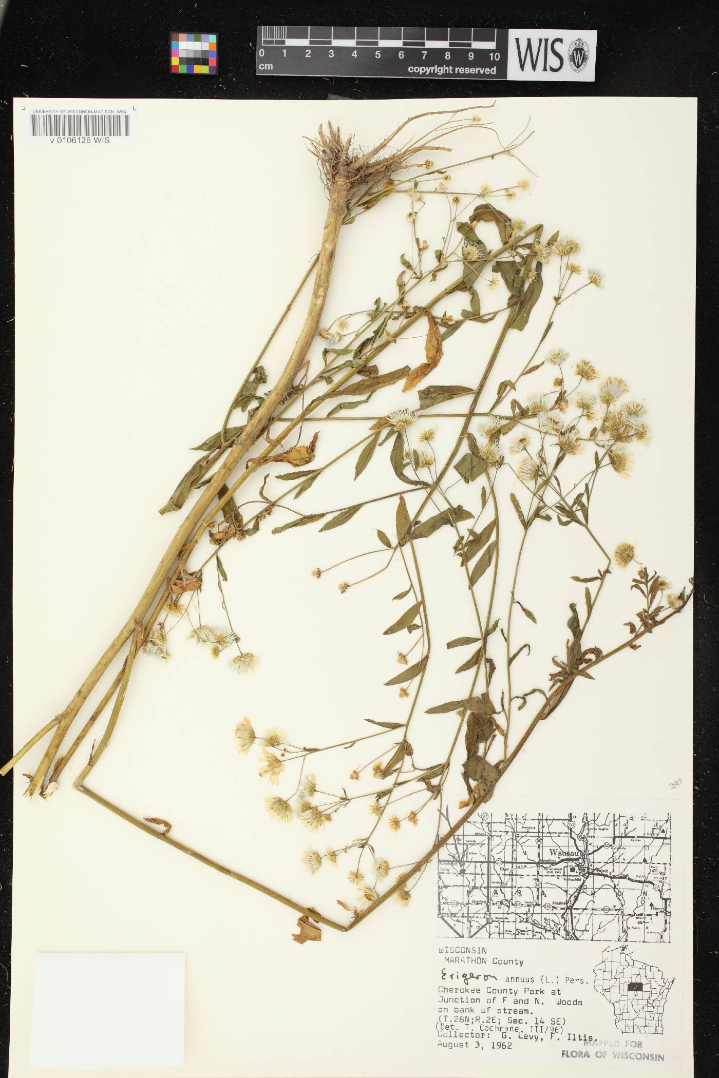 Erigeron annuus image