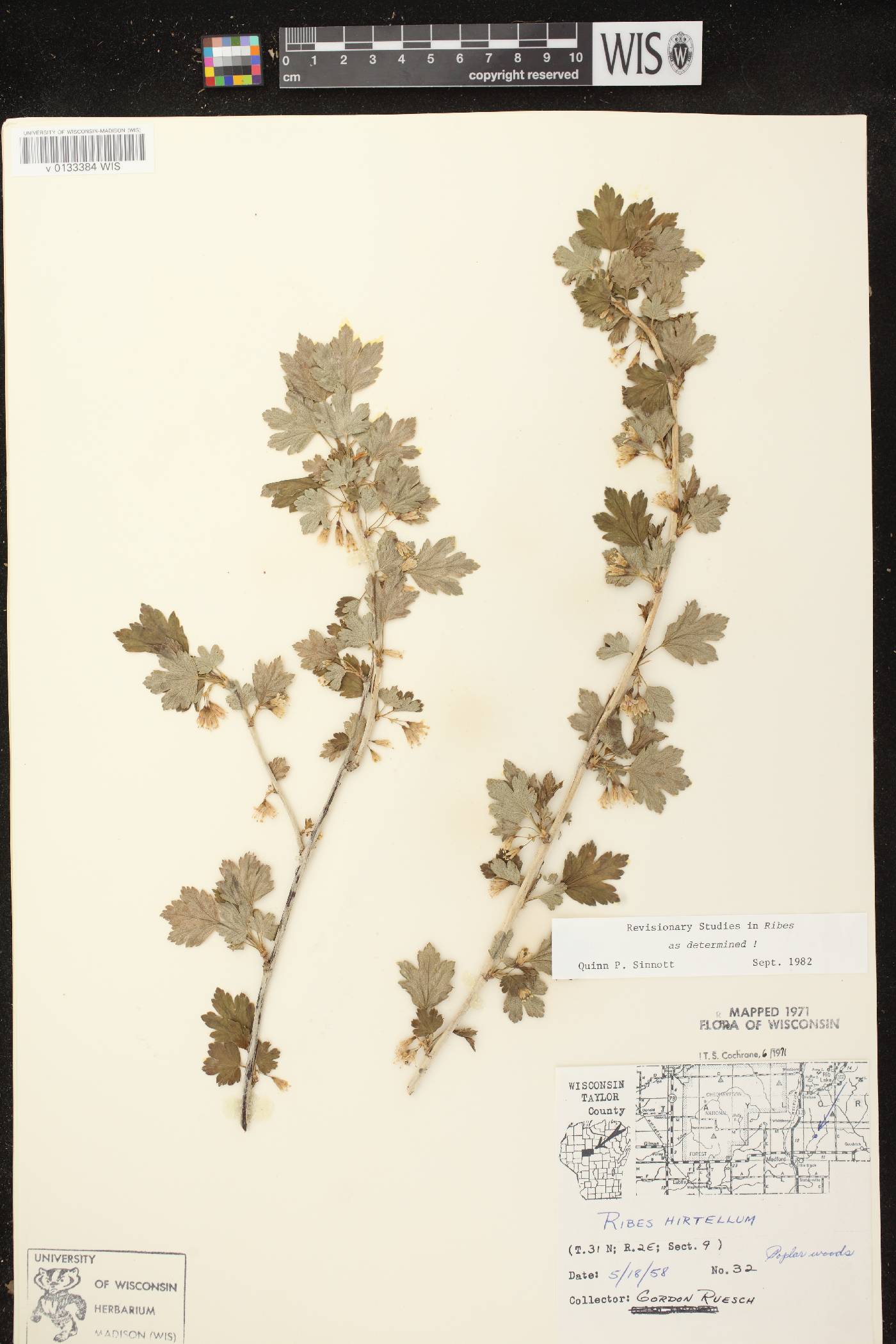 Ribes hirtellum image