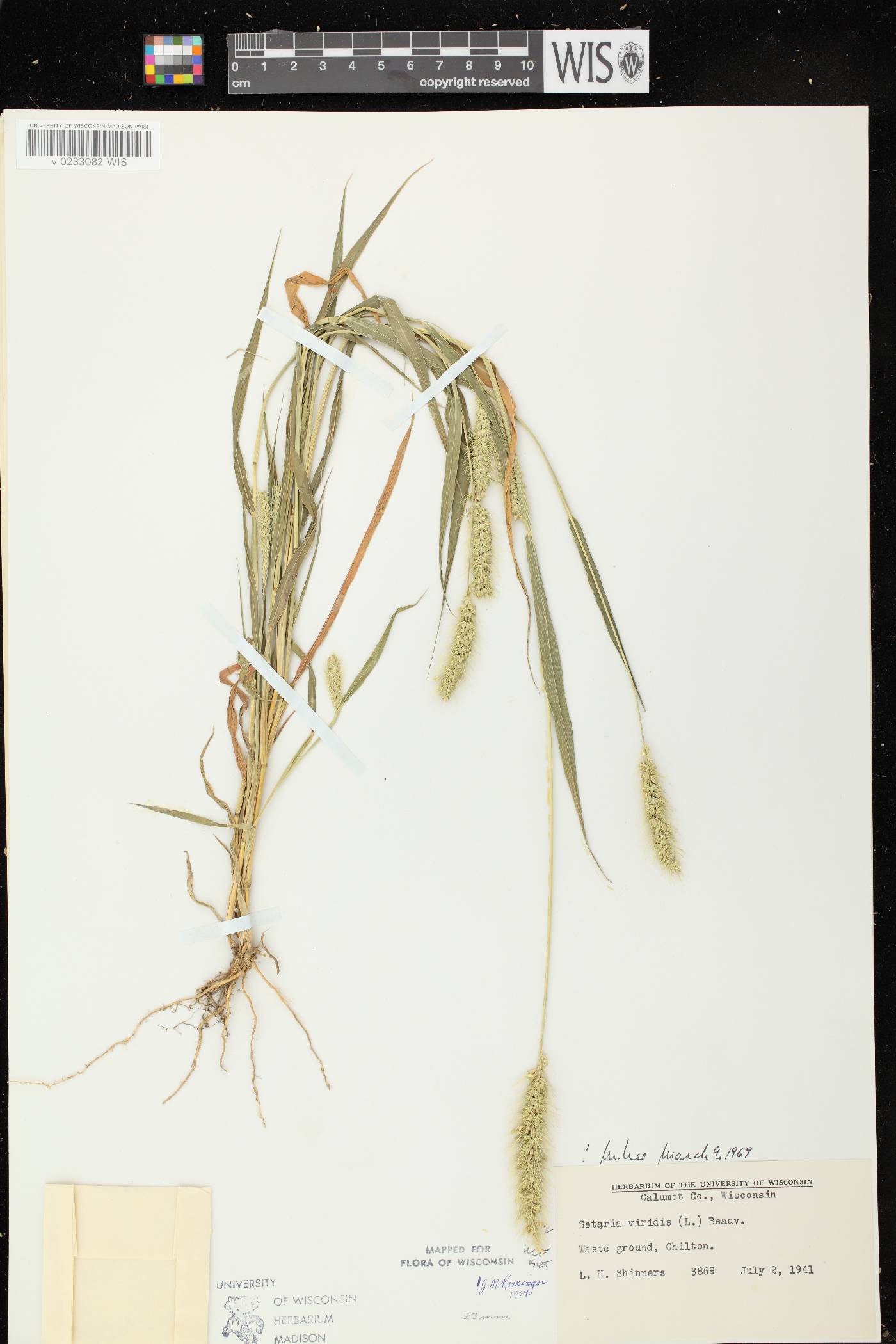 Setaria viridis var. viridis image
