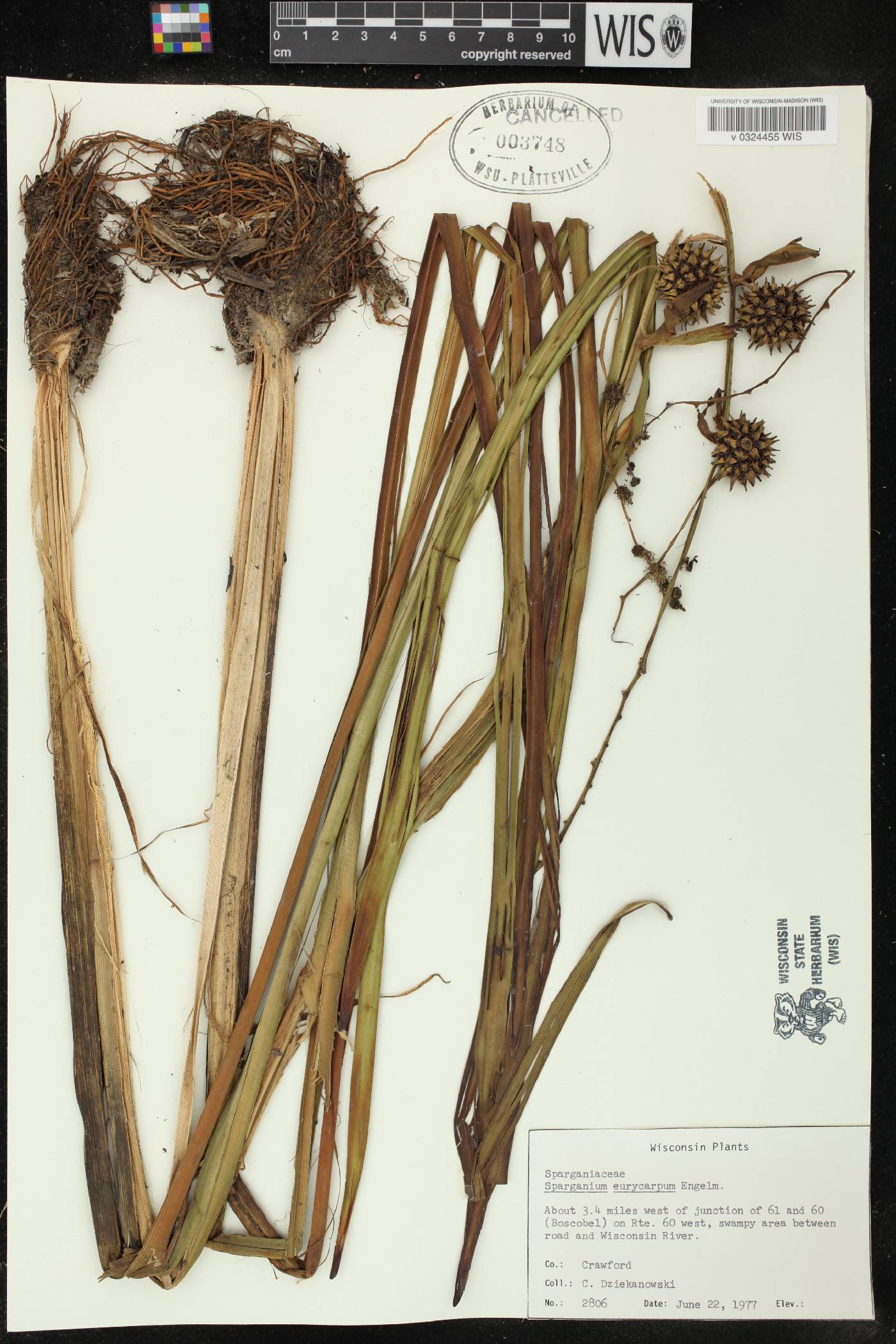Sparganium eurycarpum image