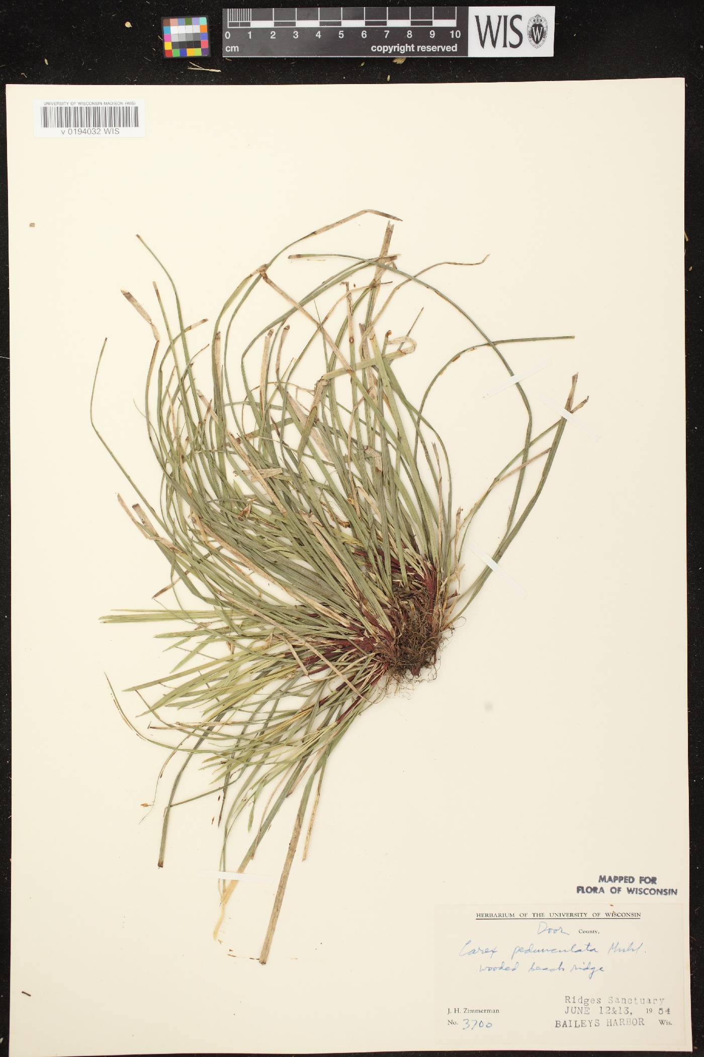 Carex pedunculata image