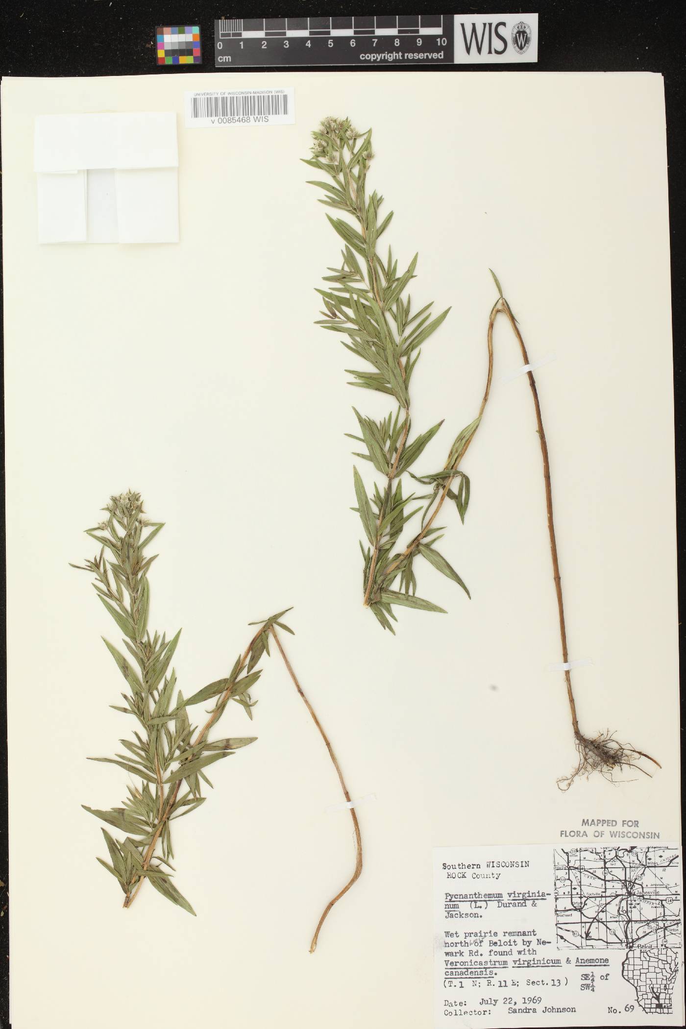 Pycnanthemum virginianum image
