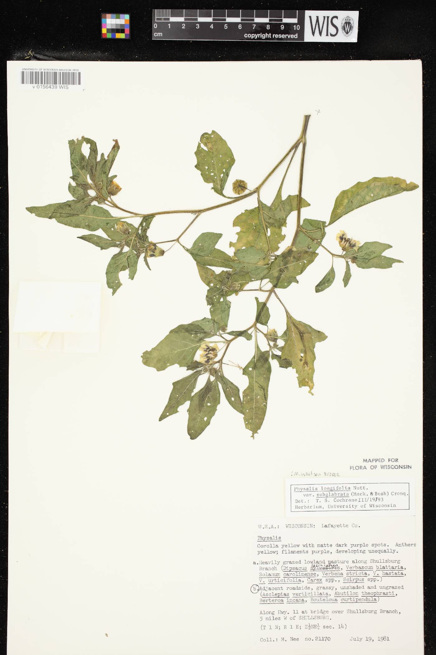 Physalis longifolia image