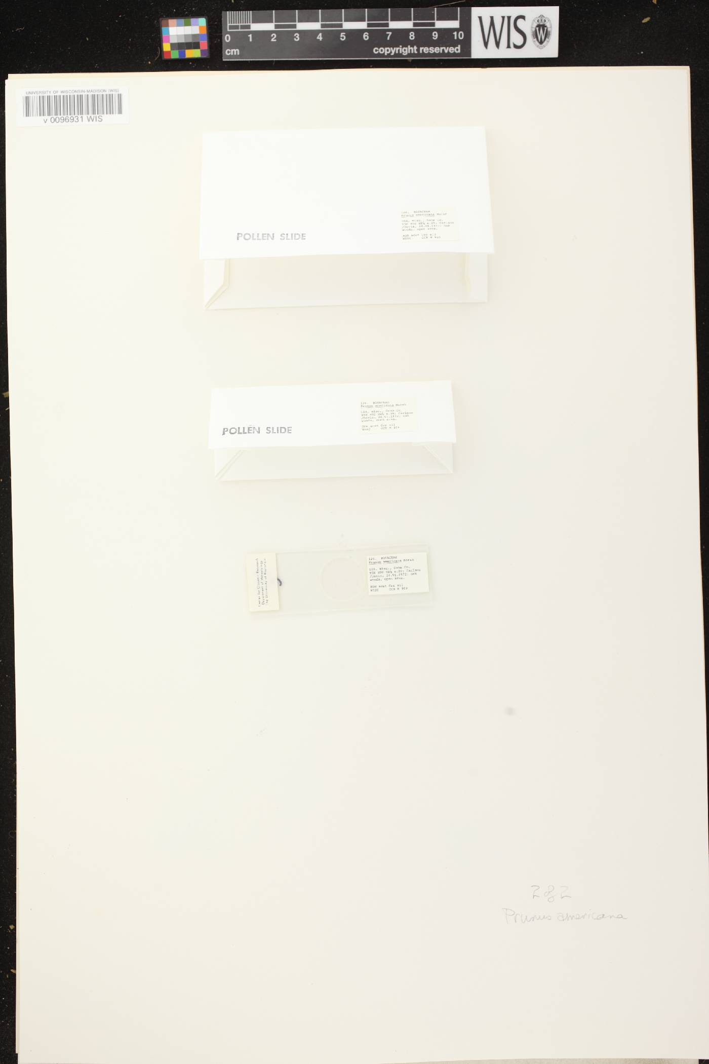 Prunus americana image