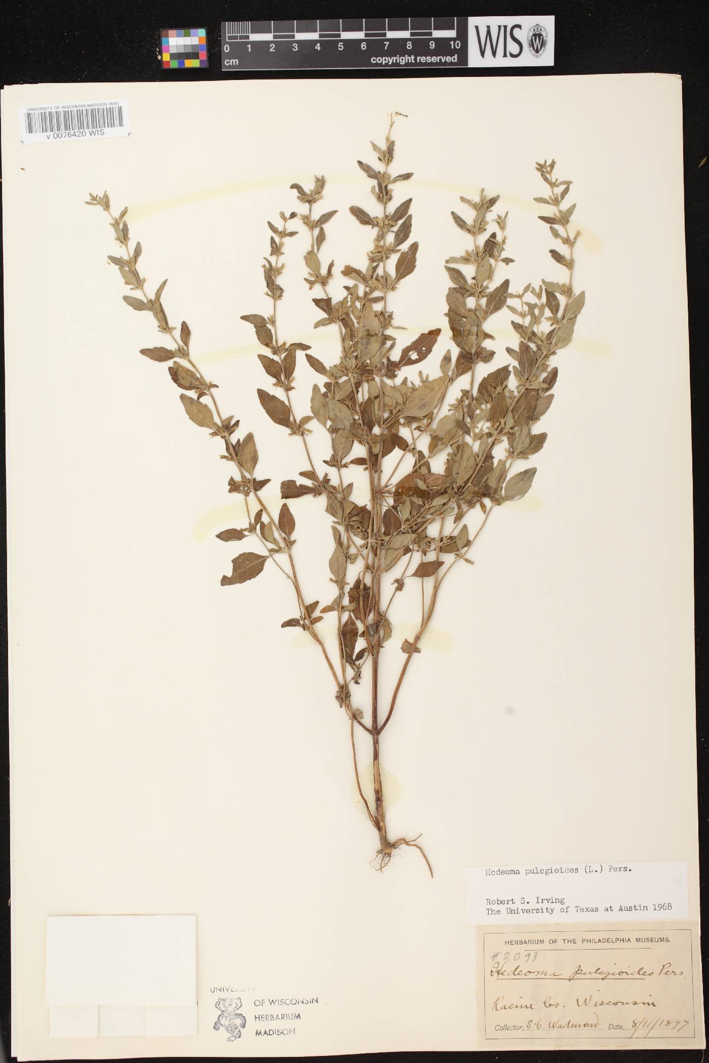 Hedeoma pulegioides image