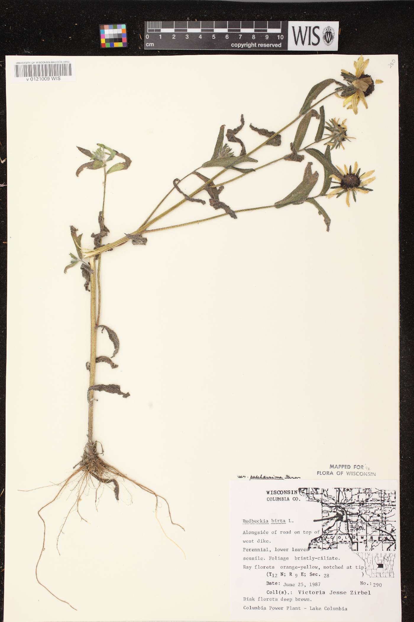 Rudbeckia hirta image