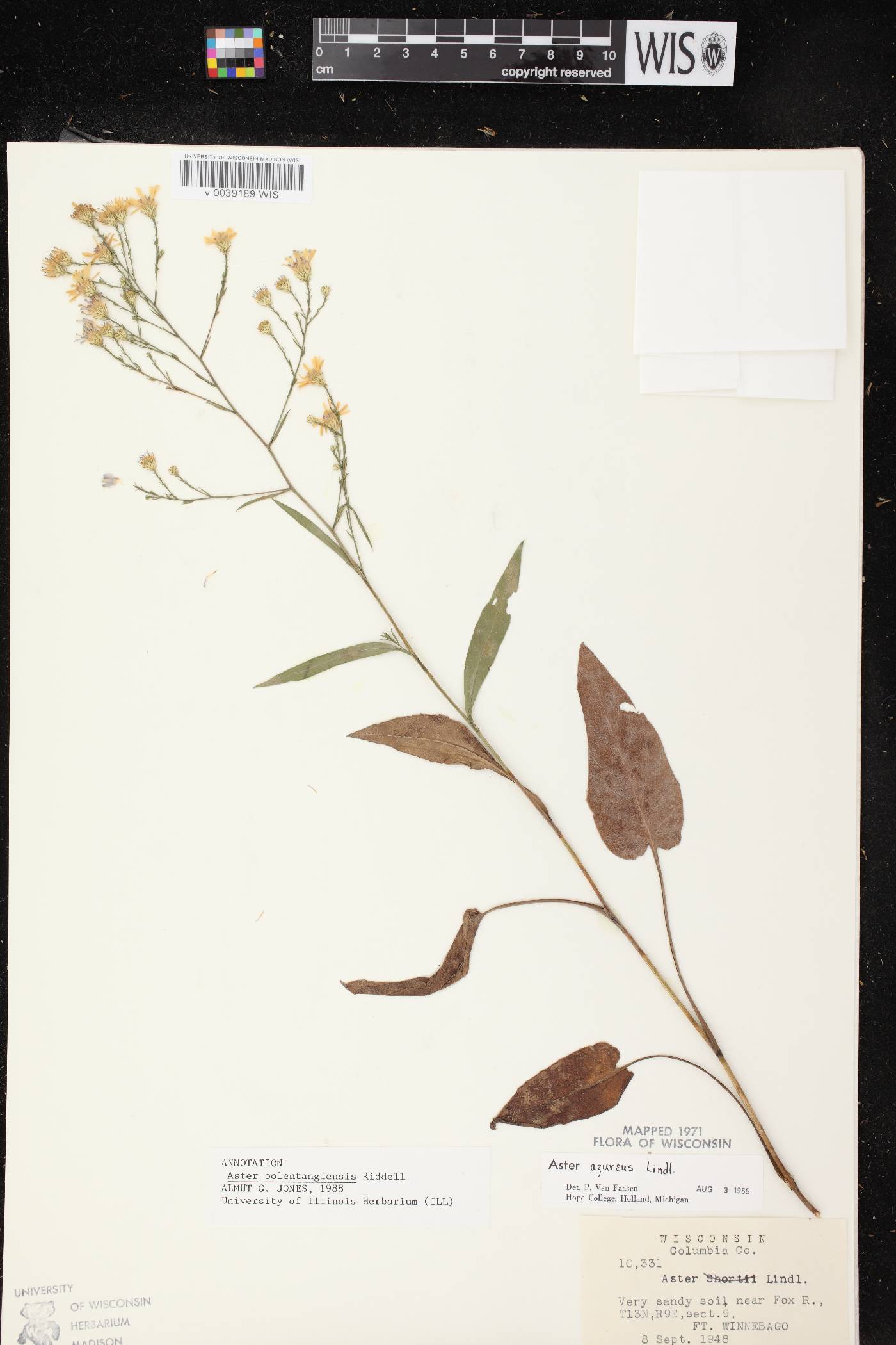 Symphyotrichum oolentangiense image
