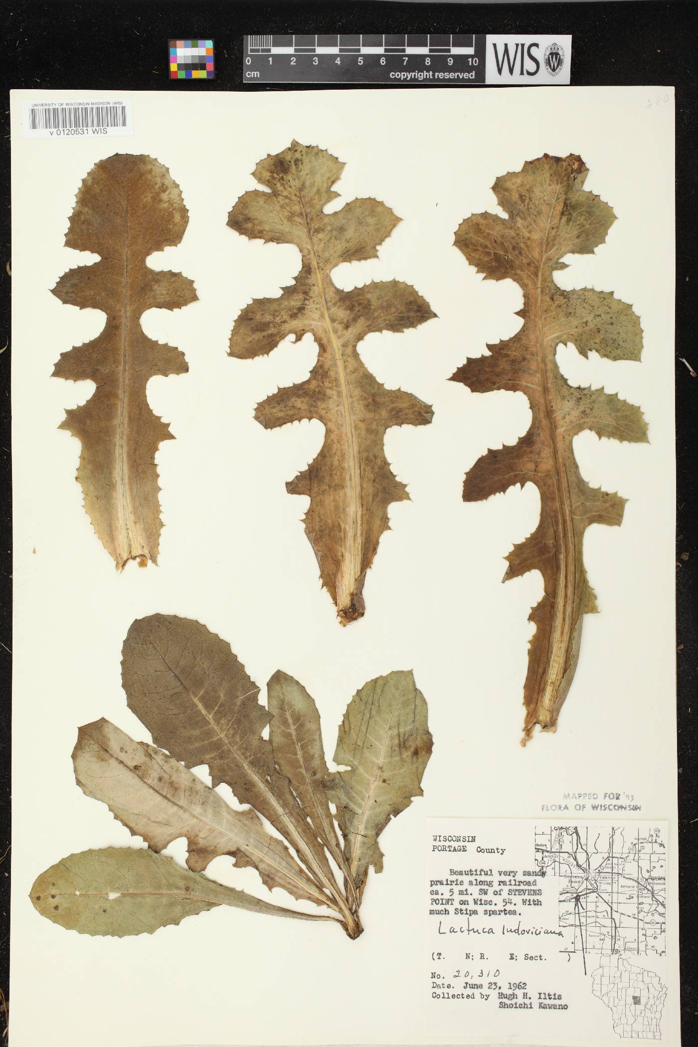 Lactuca ludoviciana image