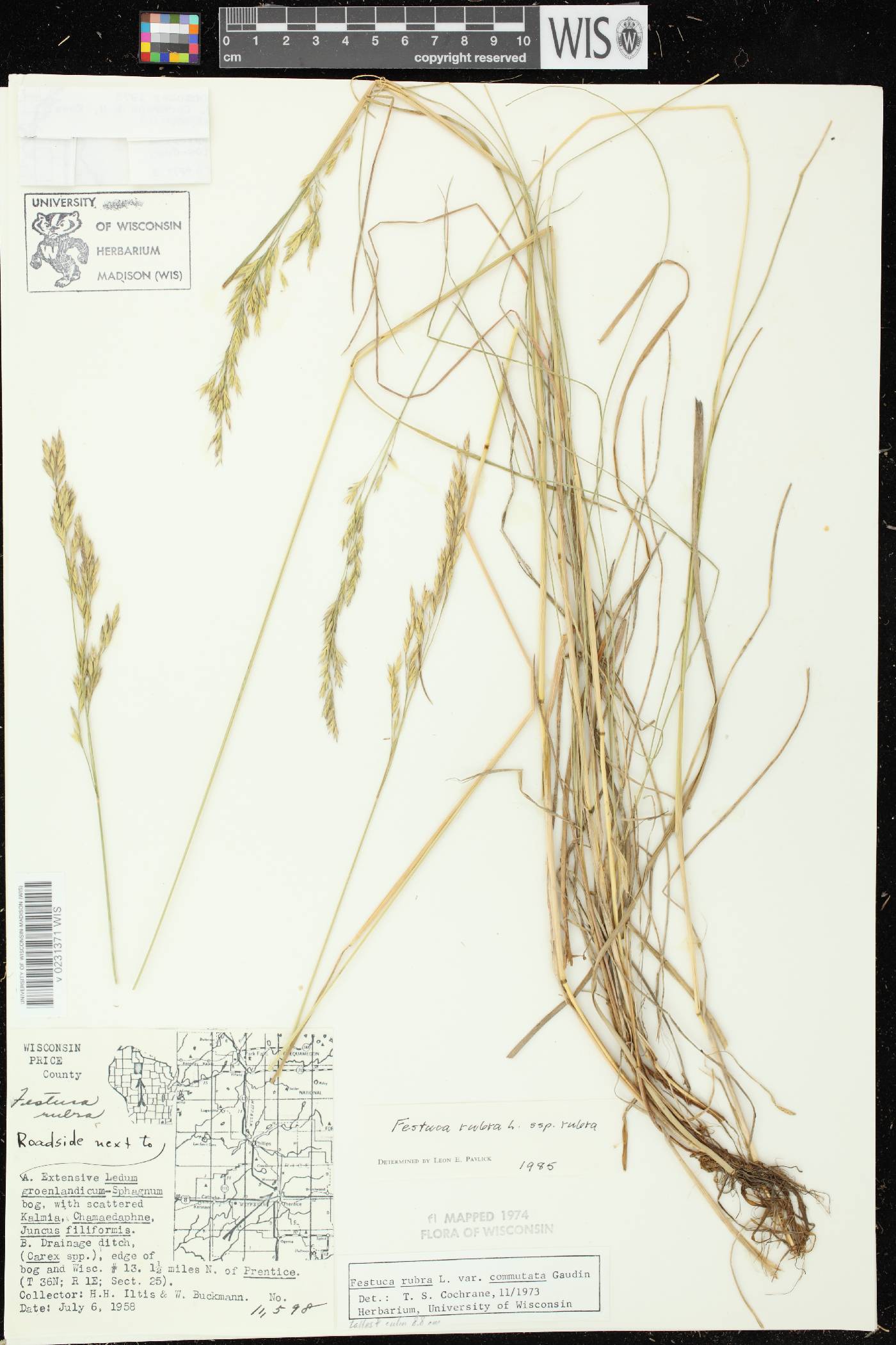 Festuca rubra subsp. rubra image