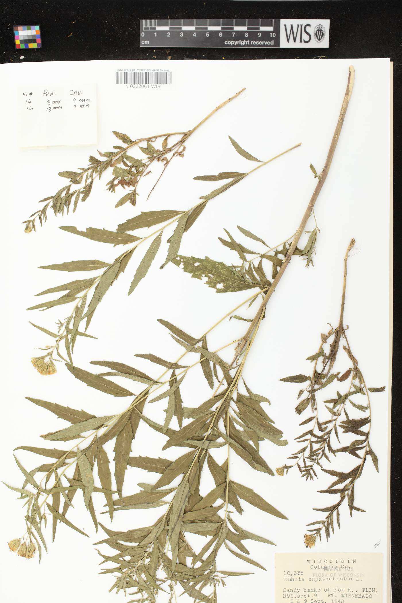 Brickellia eupatorioides image