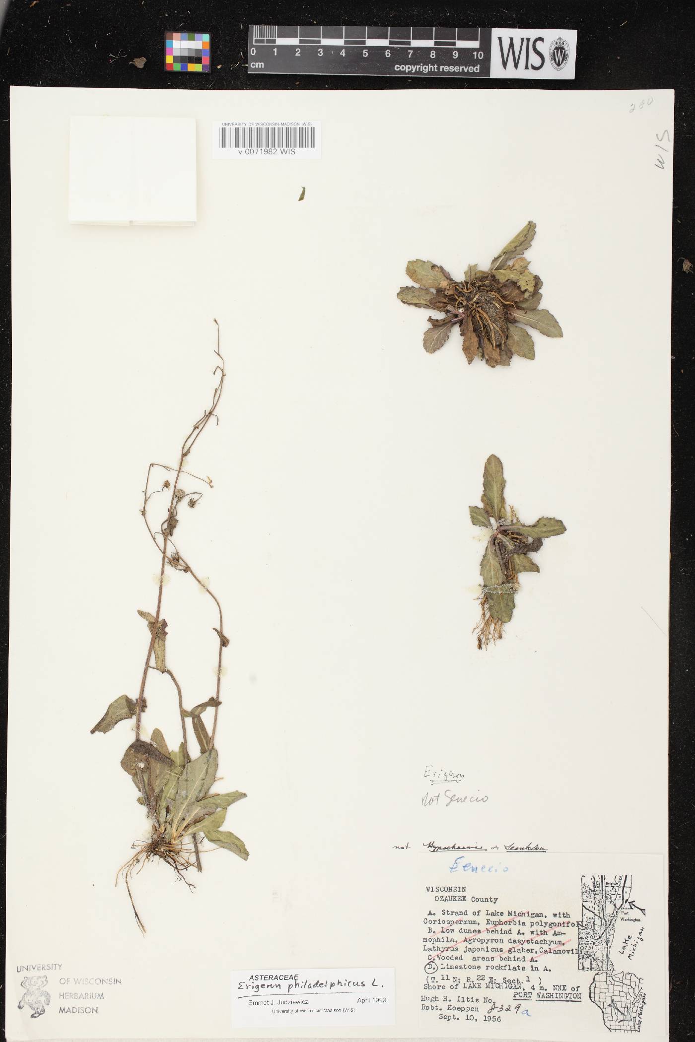 Erigeron philadelphicus var. philadelphicus image