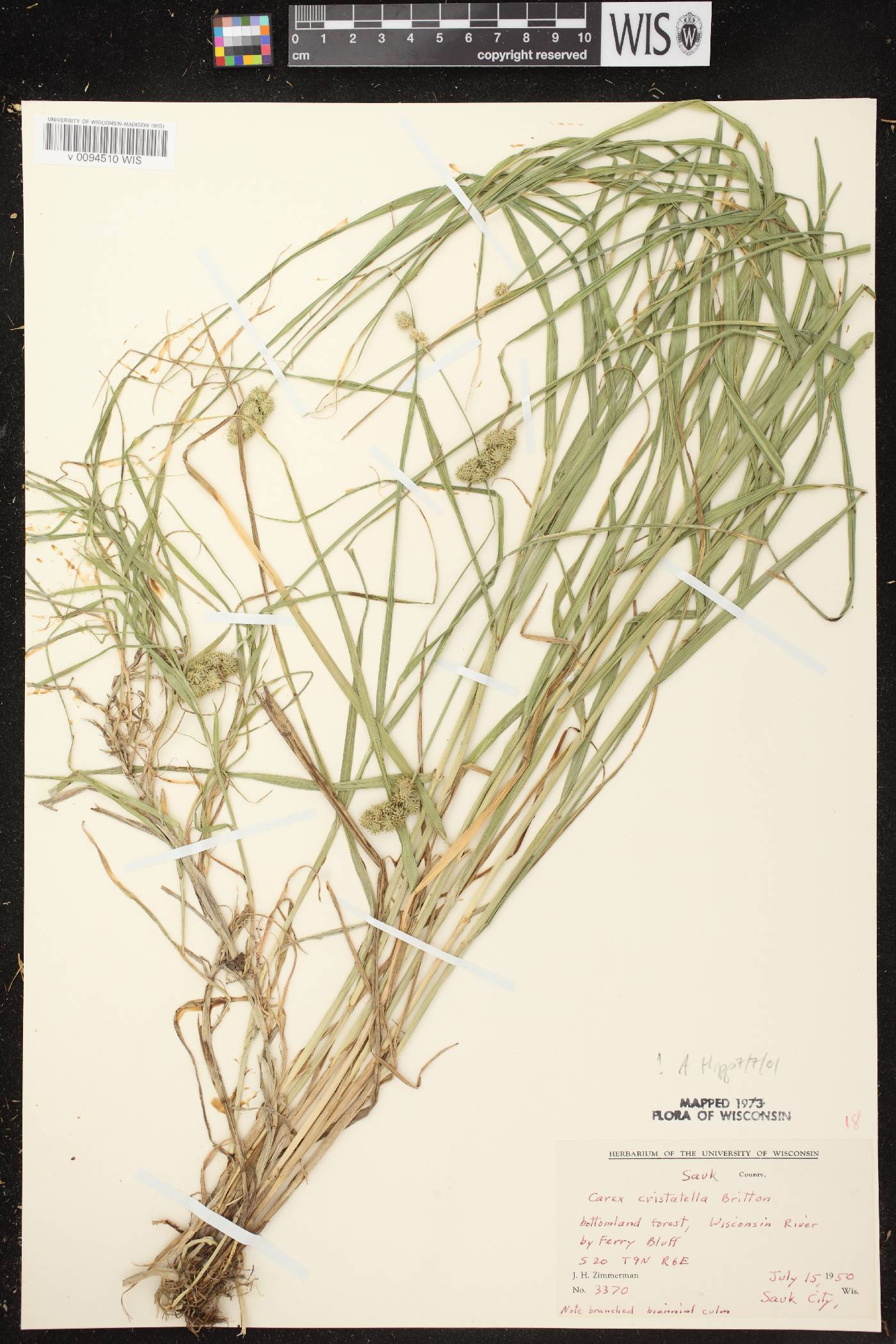 Carex cristatella image