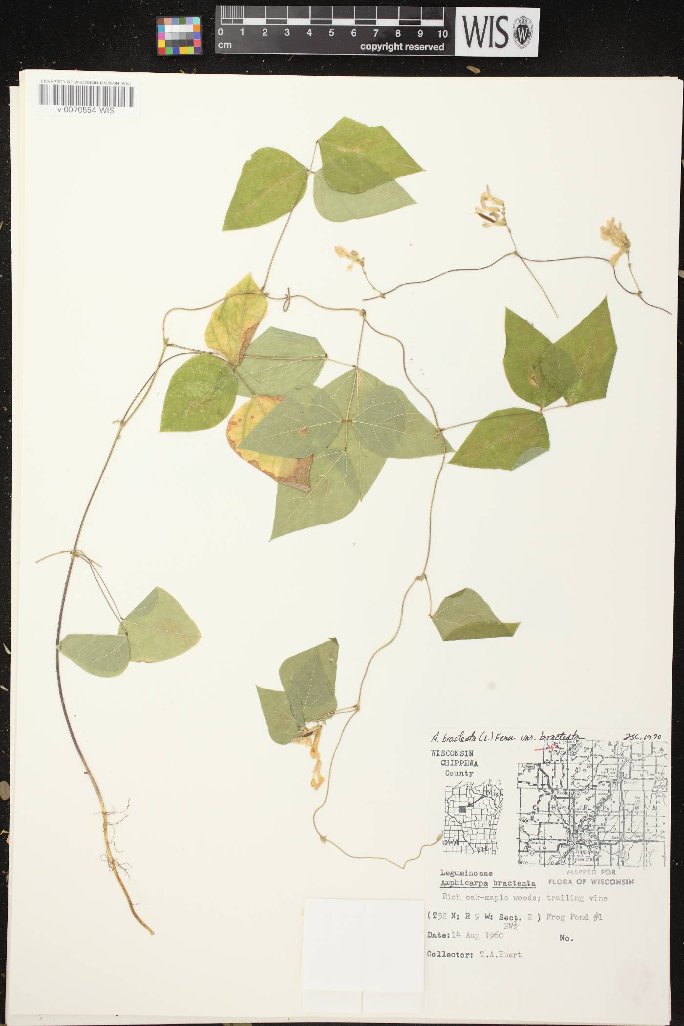 Amphicarpaea bracteata image