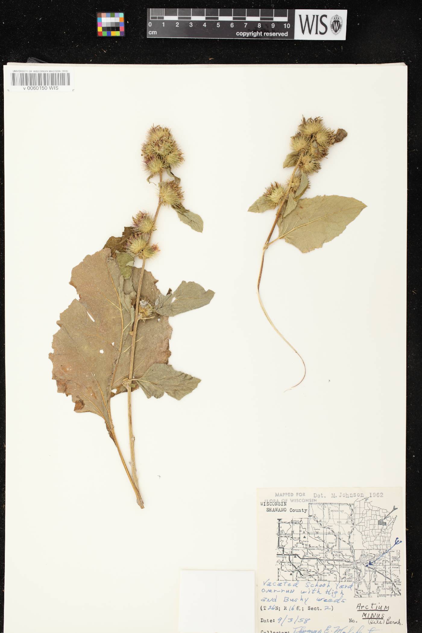 Arctium minus image