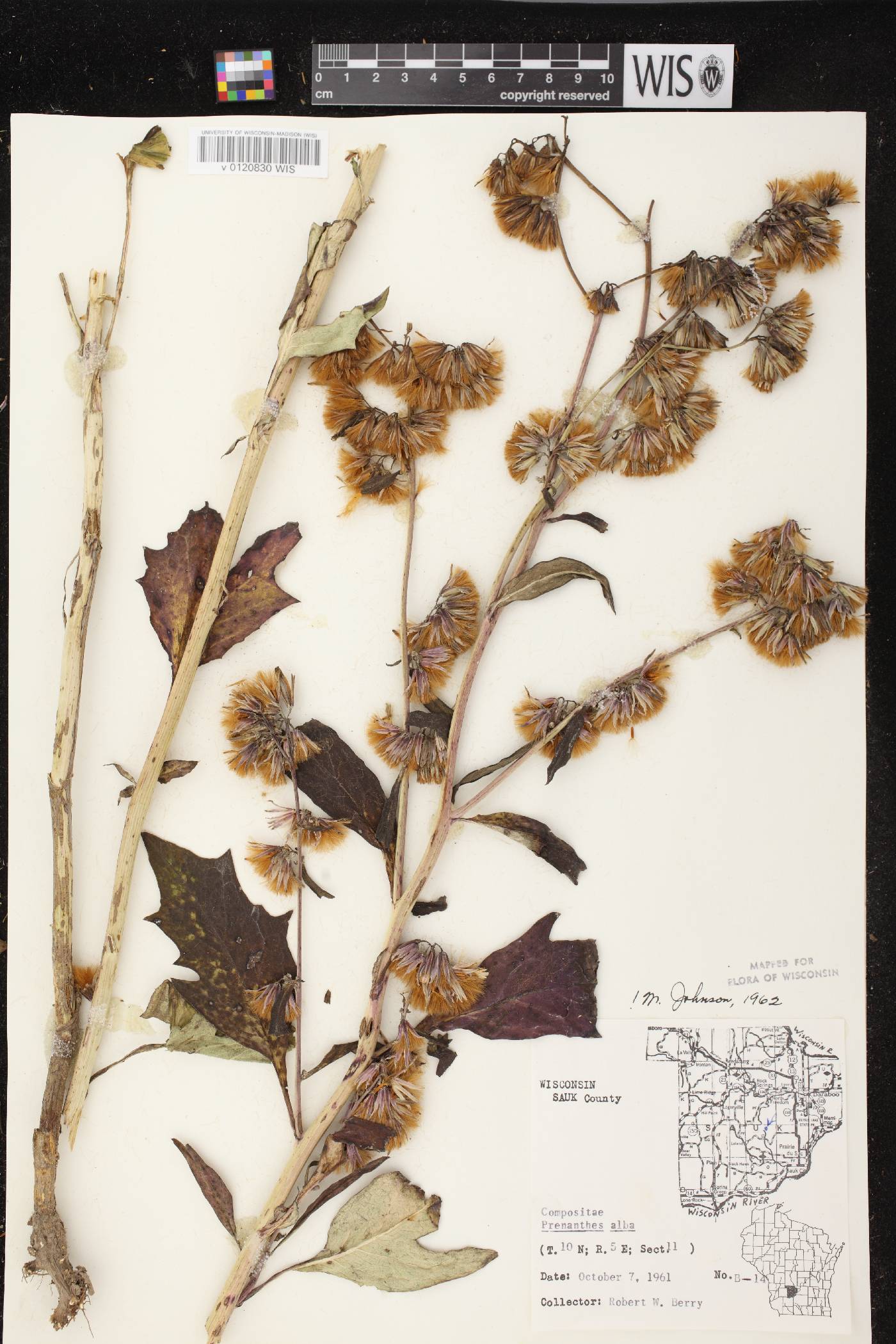 Prenanthes alba image