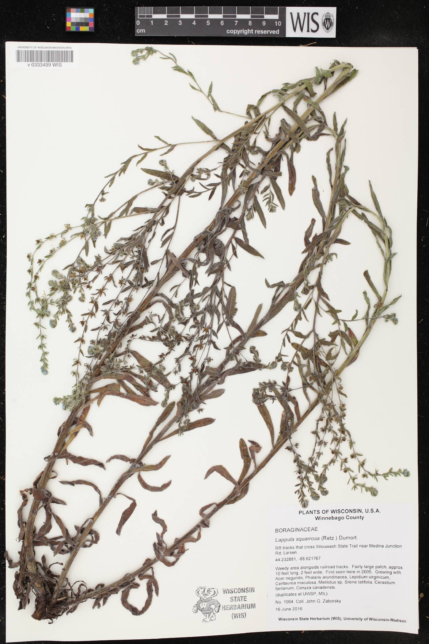 Lappula squarrosa image