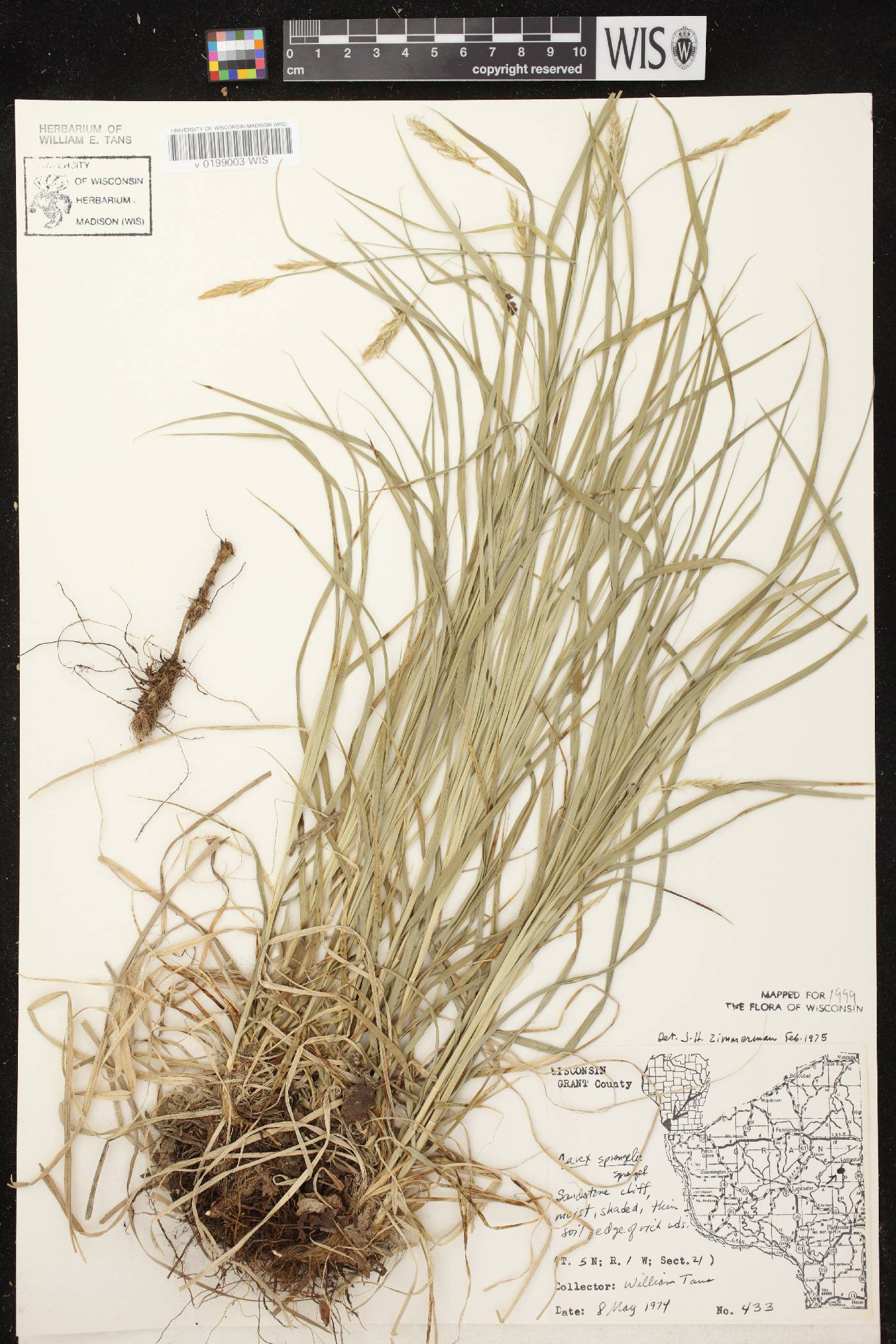 Carex sprengelii image