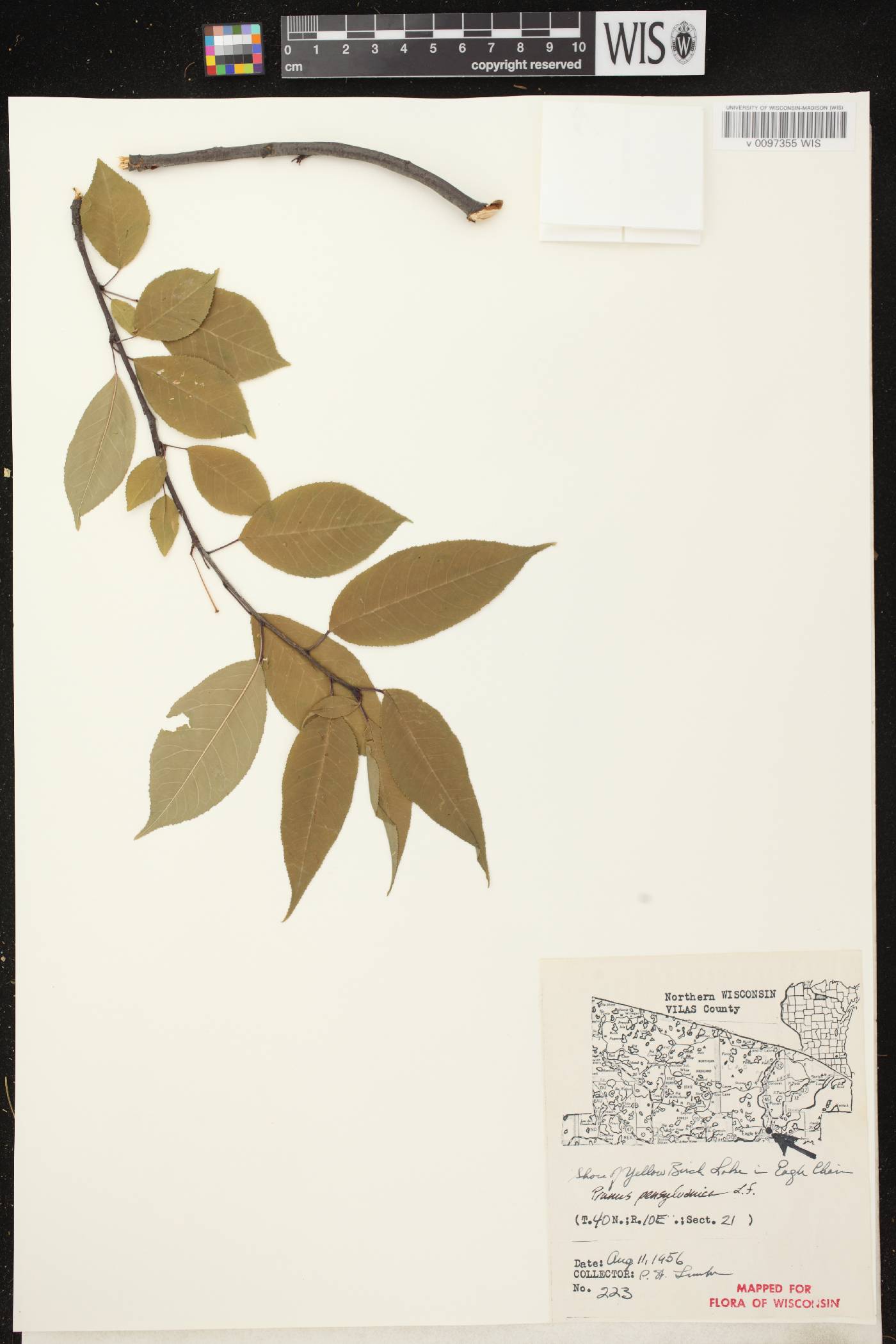 Prunus pensylvanica image
