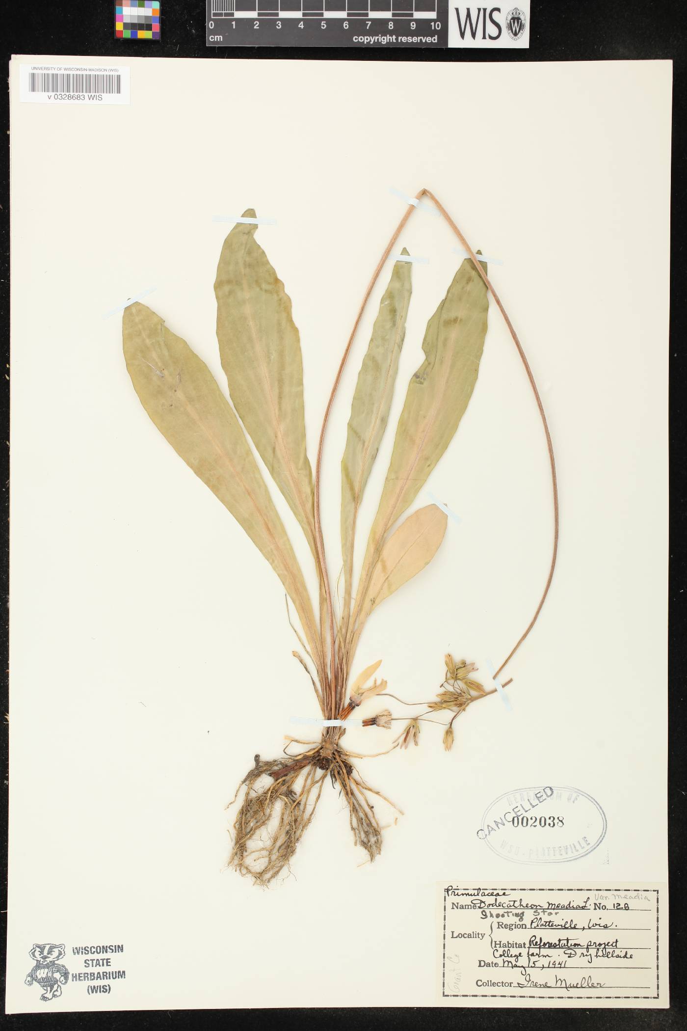 Primula meadia image