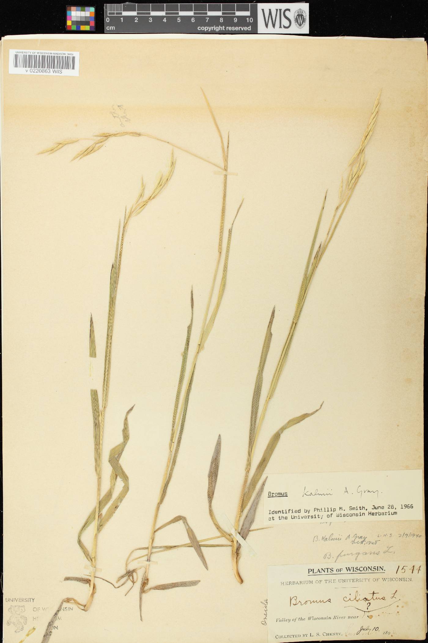 Bromus kalmii image