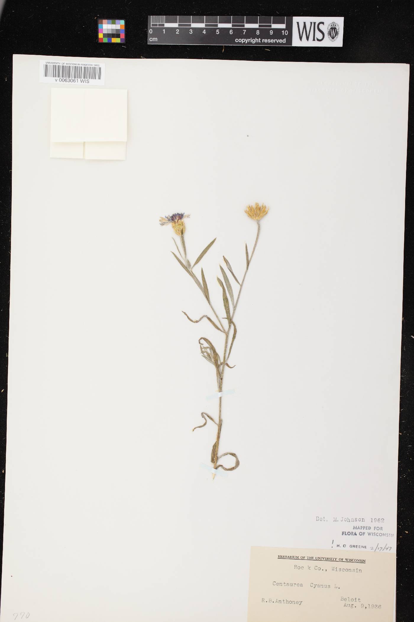 Centaurea cyanus image