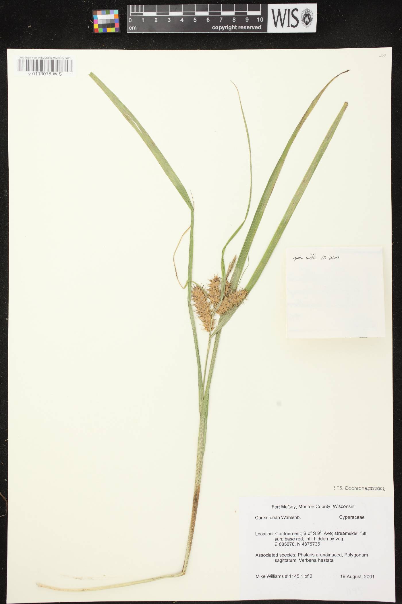 Carex lurida image