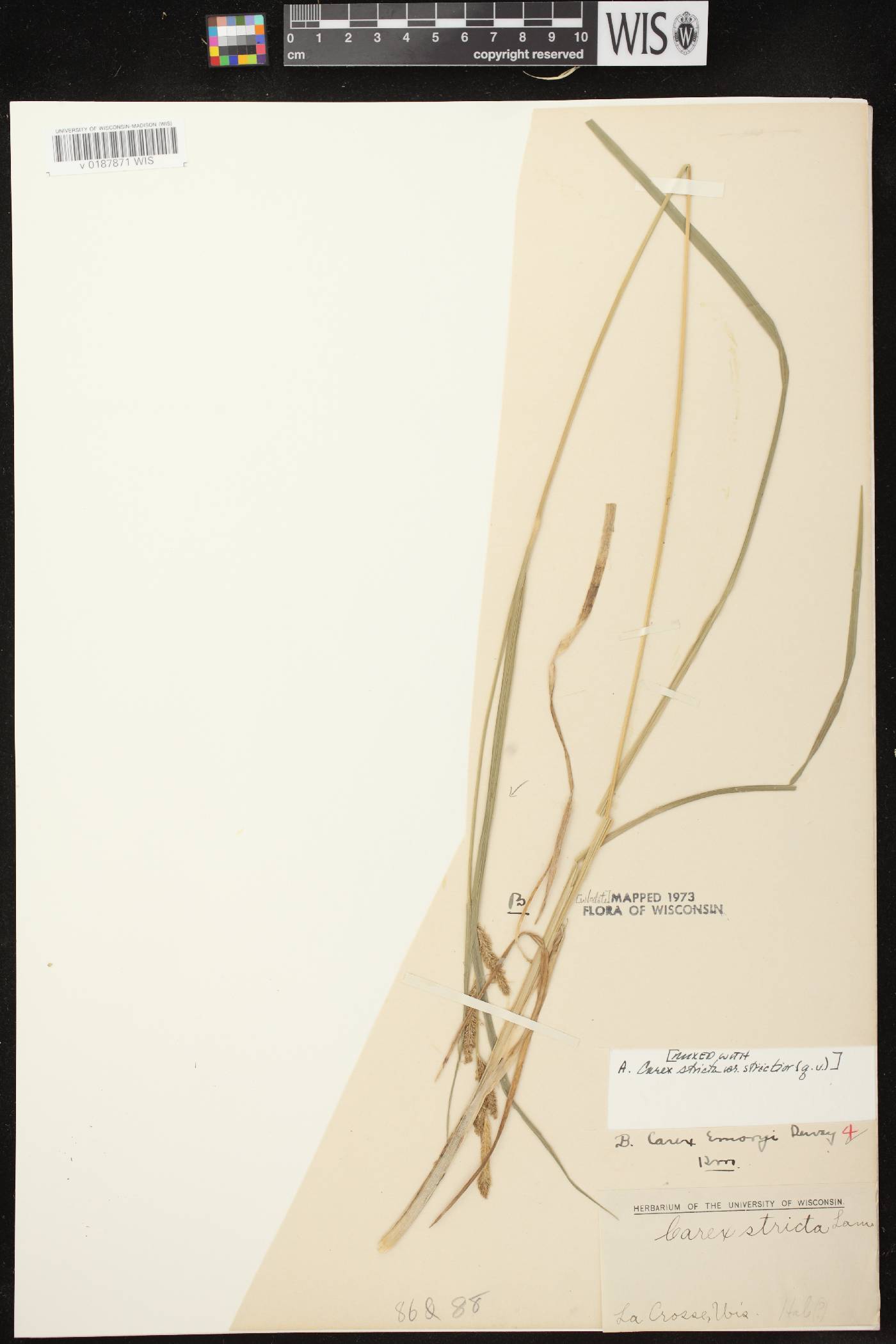 Carex emoryi image