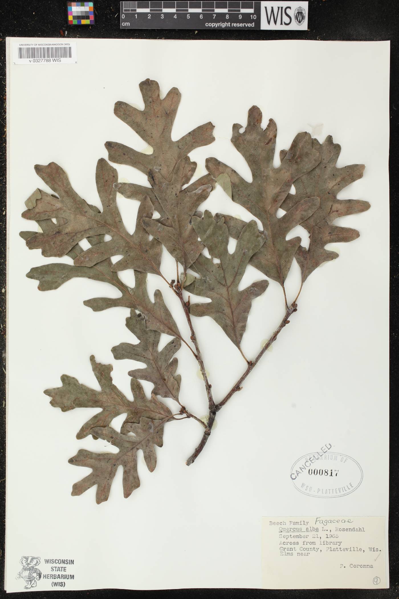 Quercus alba image