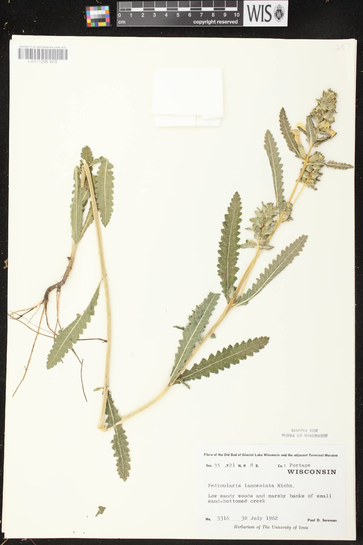 Pedicularis lanceolata image