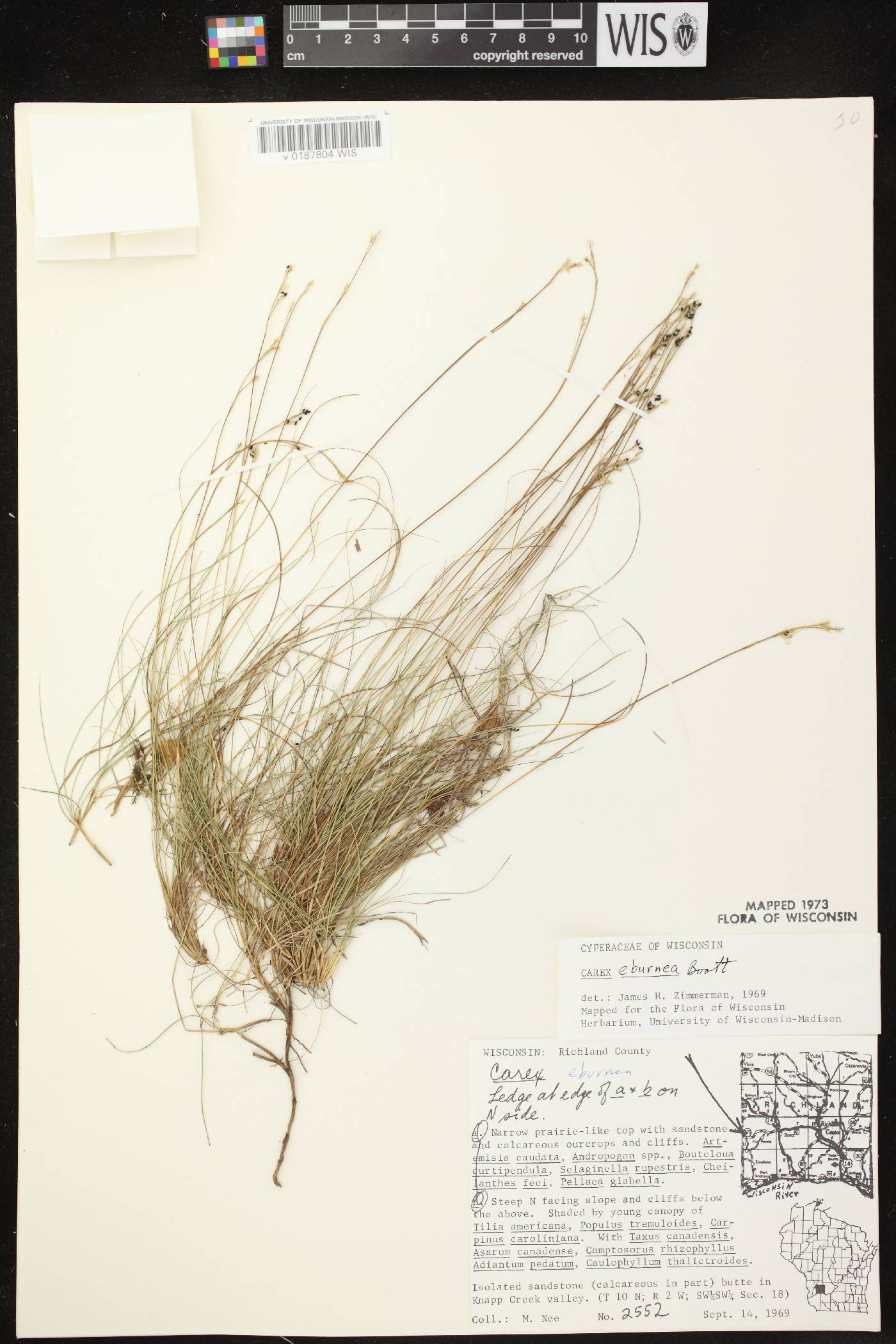 Carex eburnea image