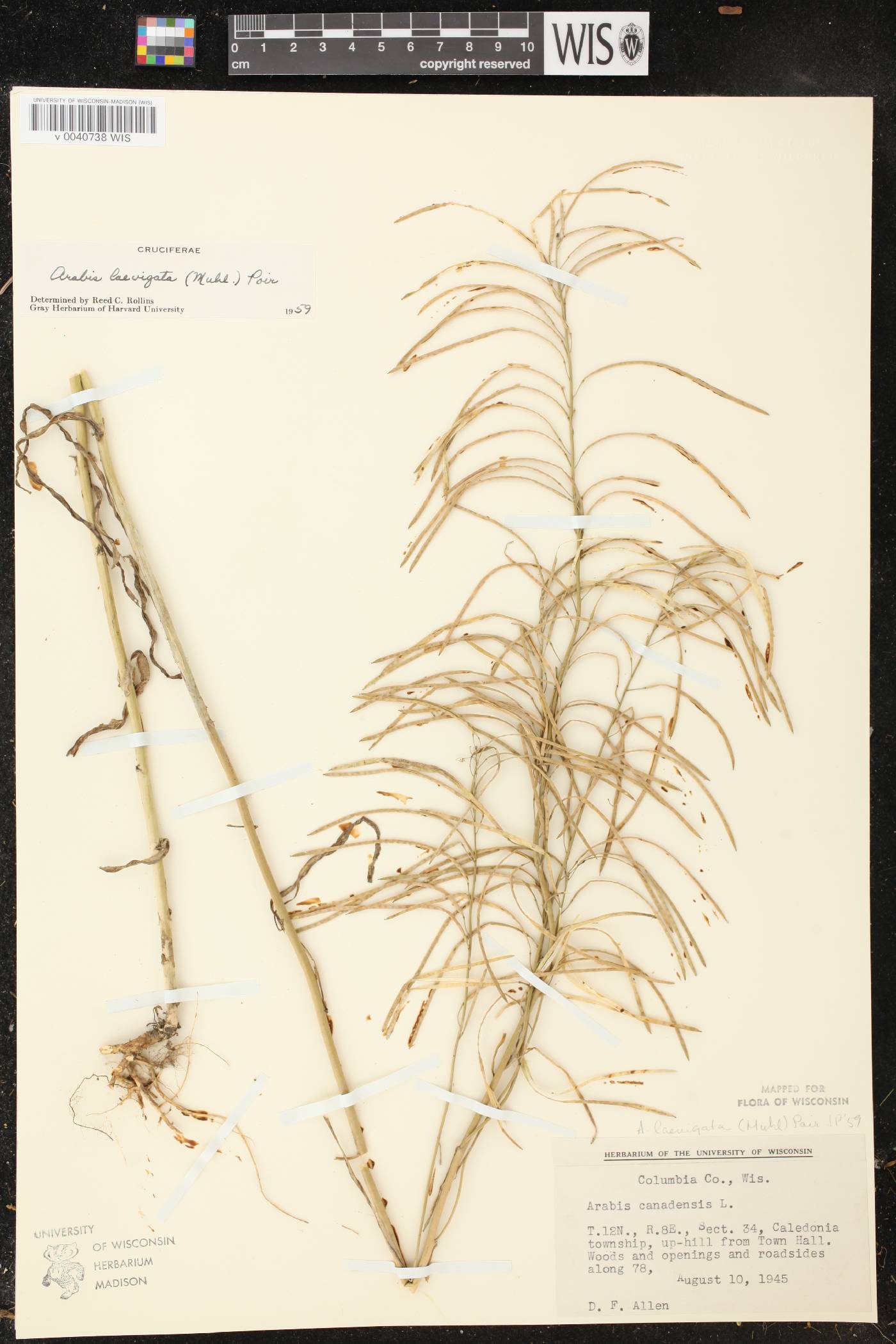 Boechera laevigata image