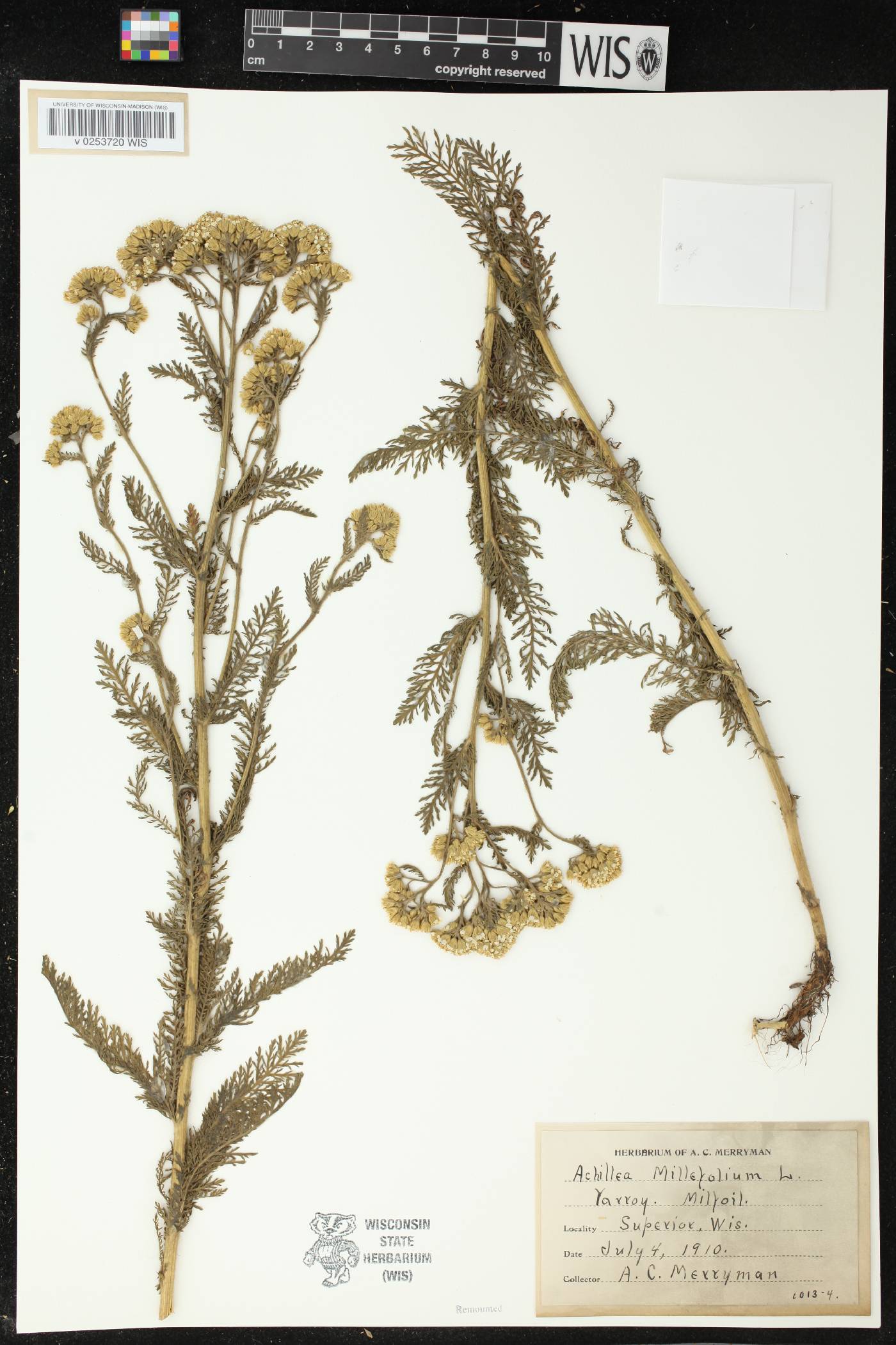 Achillea millefolium image