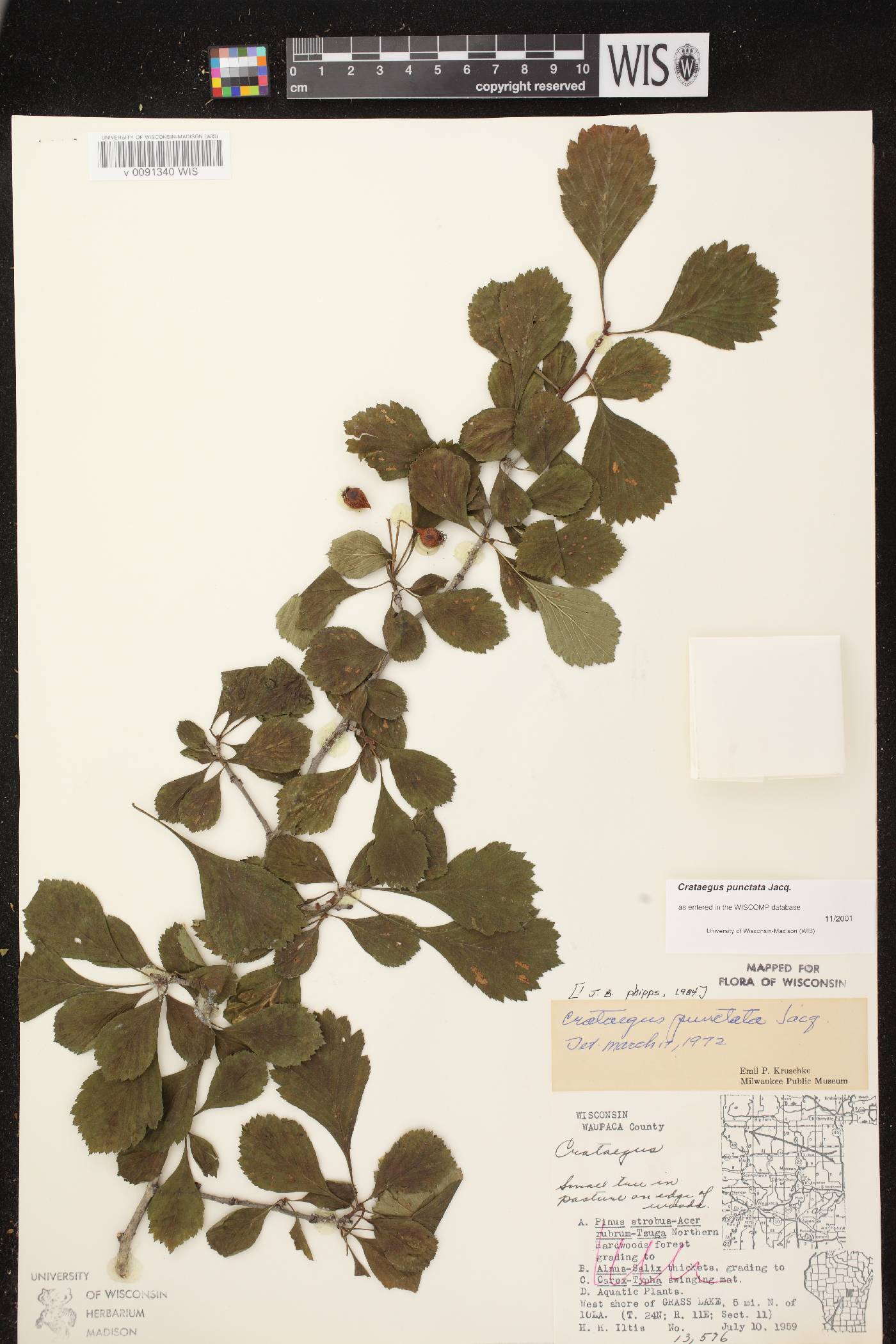 Crataegus punctata image