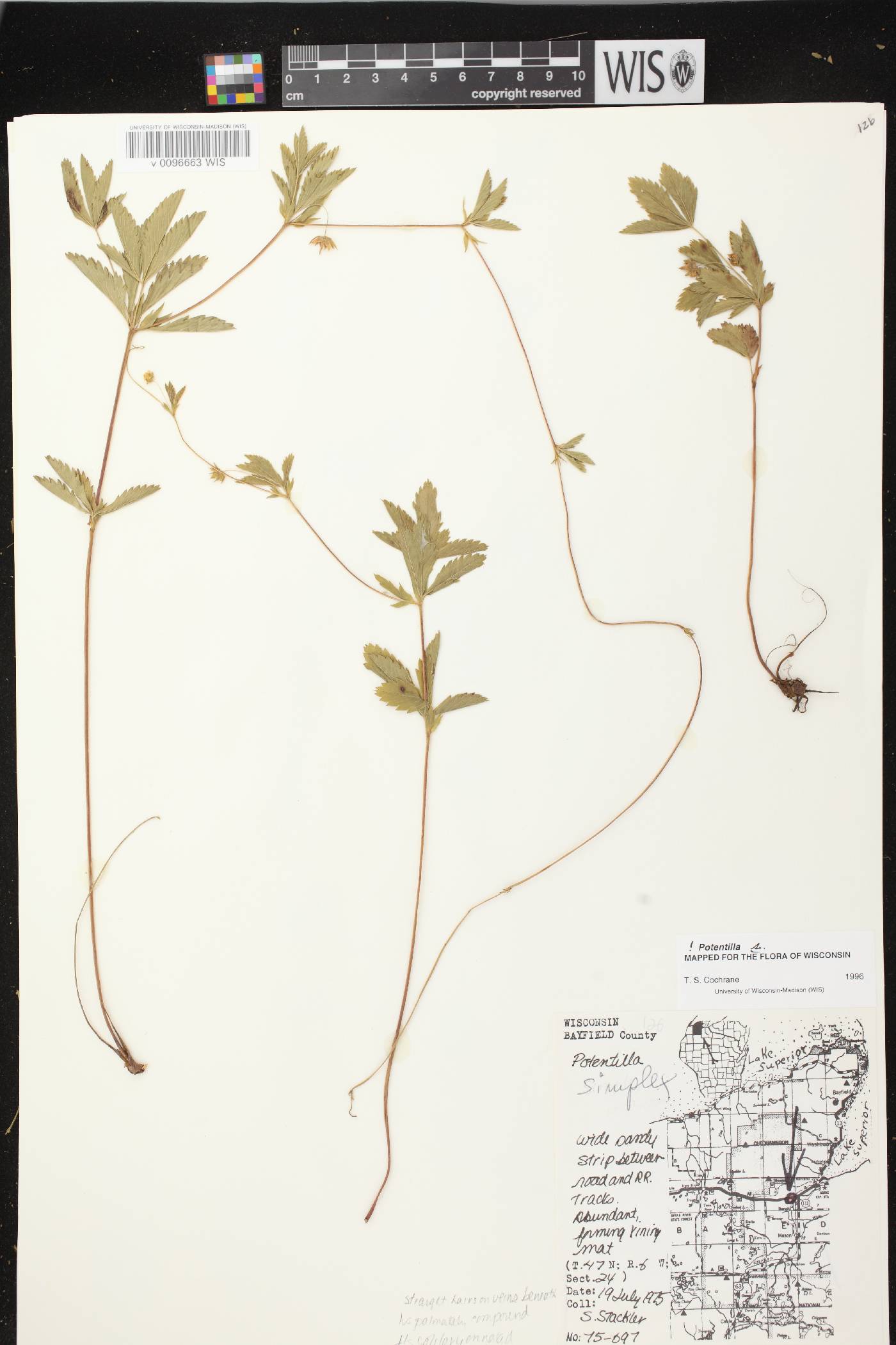 Potentilla simplex image