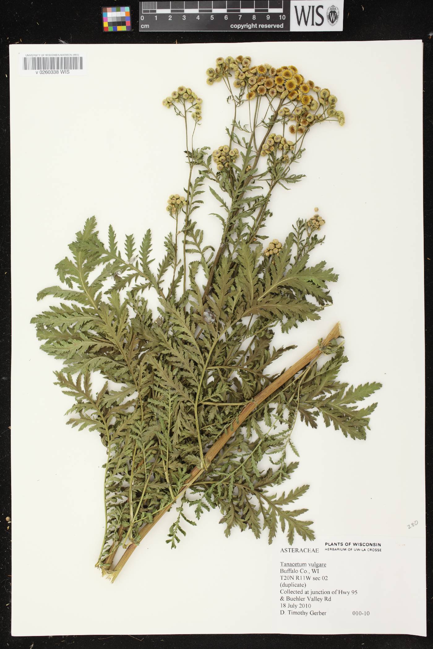Tanacetum vulgare image