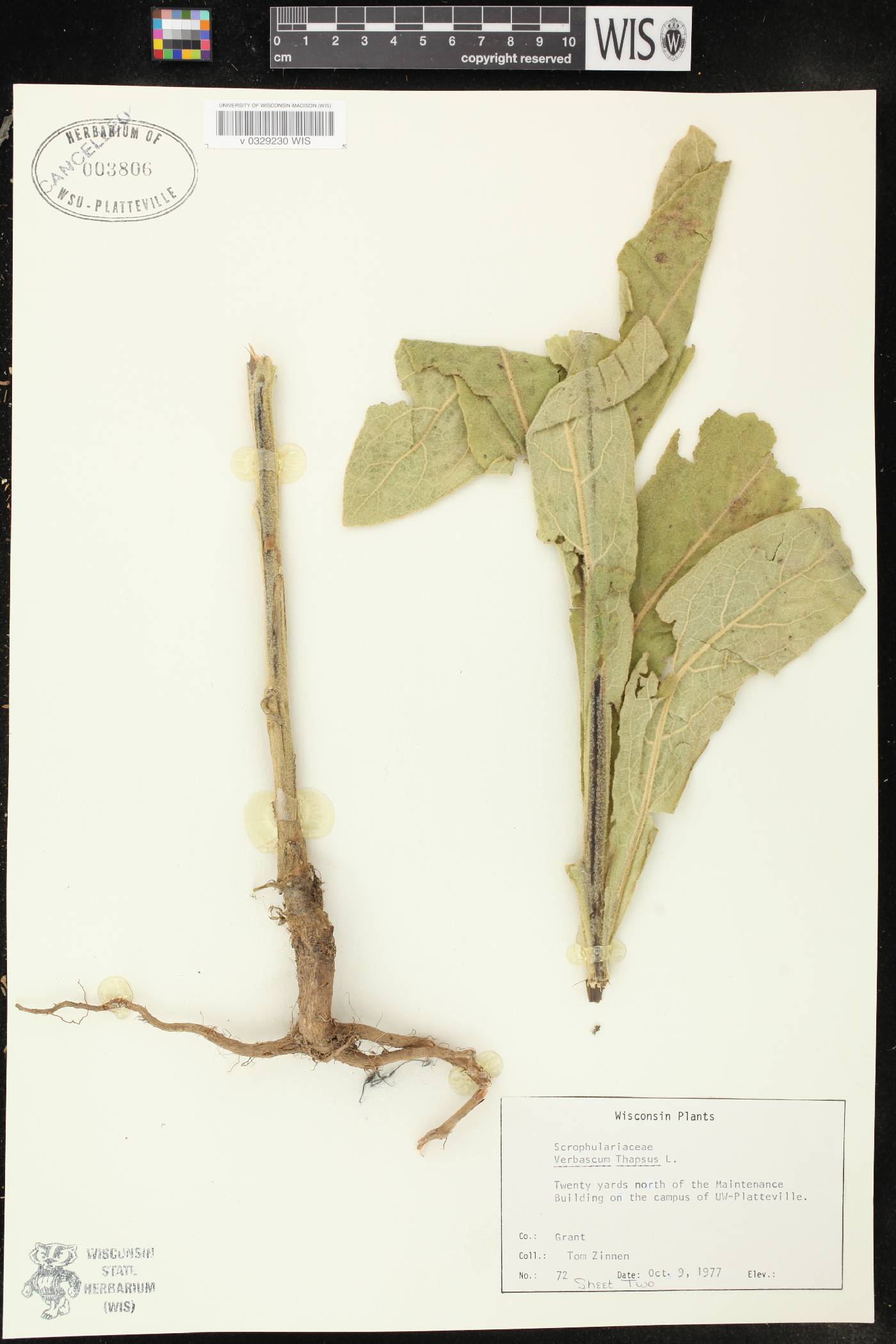 Verbascum thapsus image