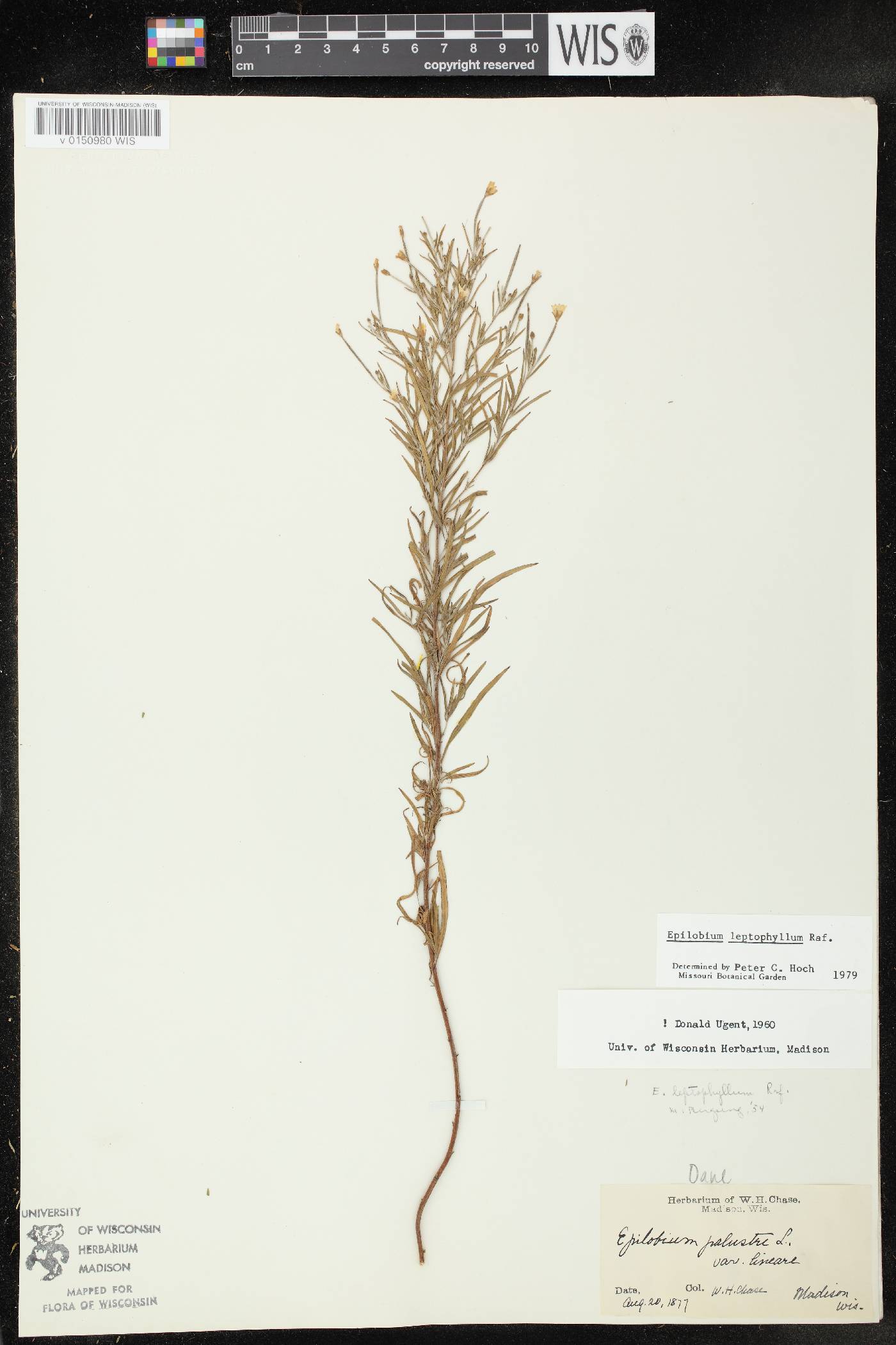 Epilobium leptophyllum image