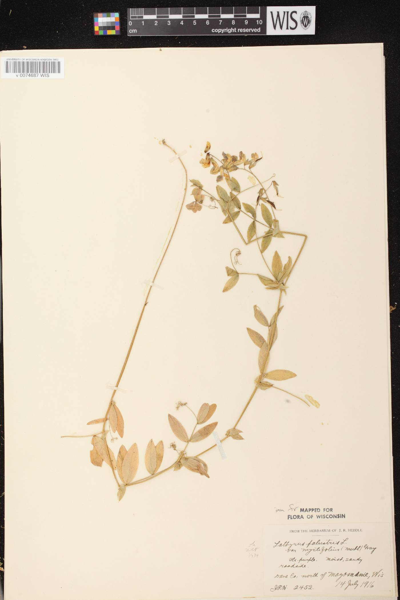 Lathyrus palustris image