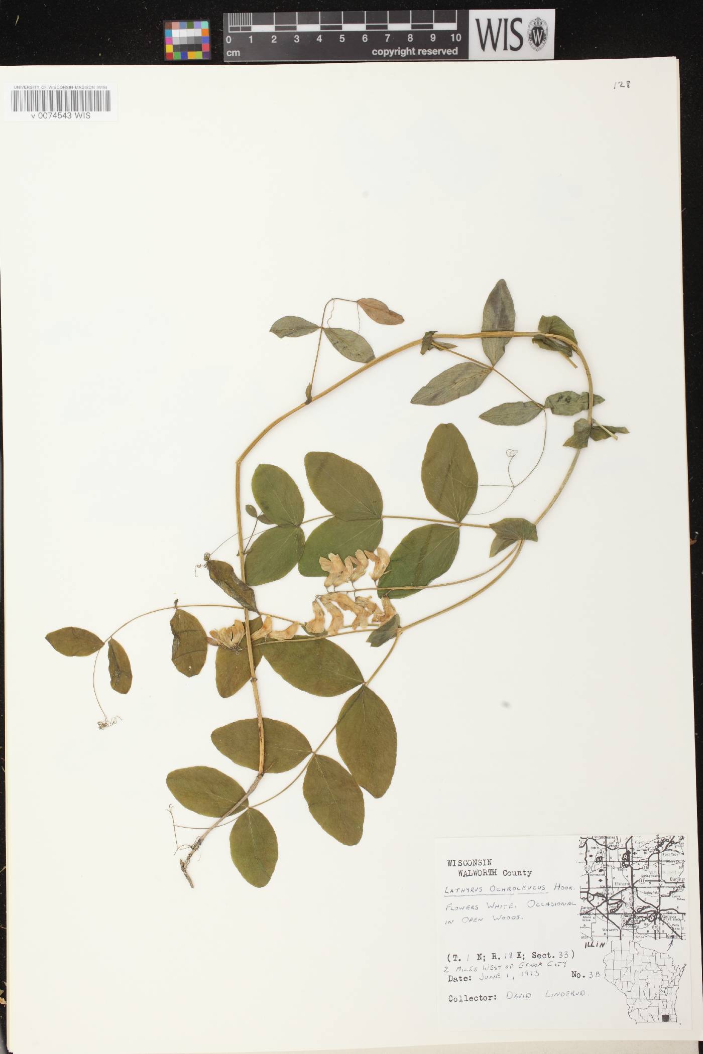 Lathyrus ochroleucus image